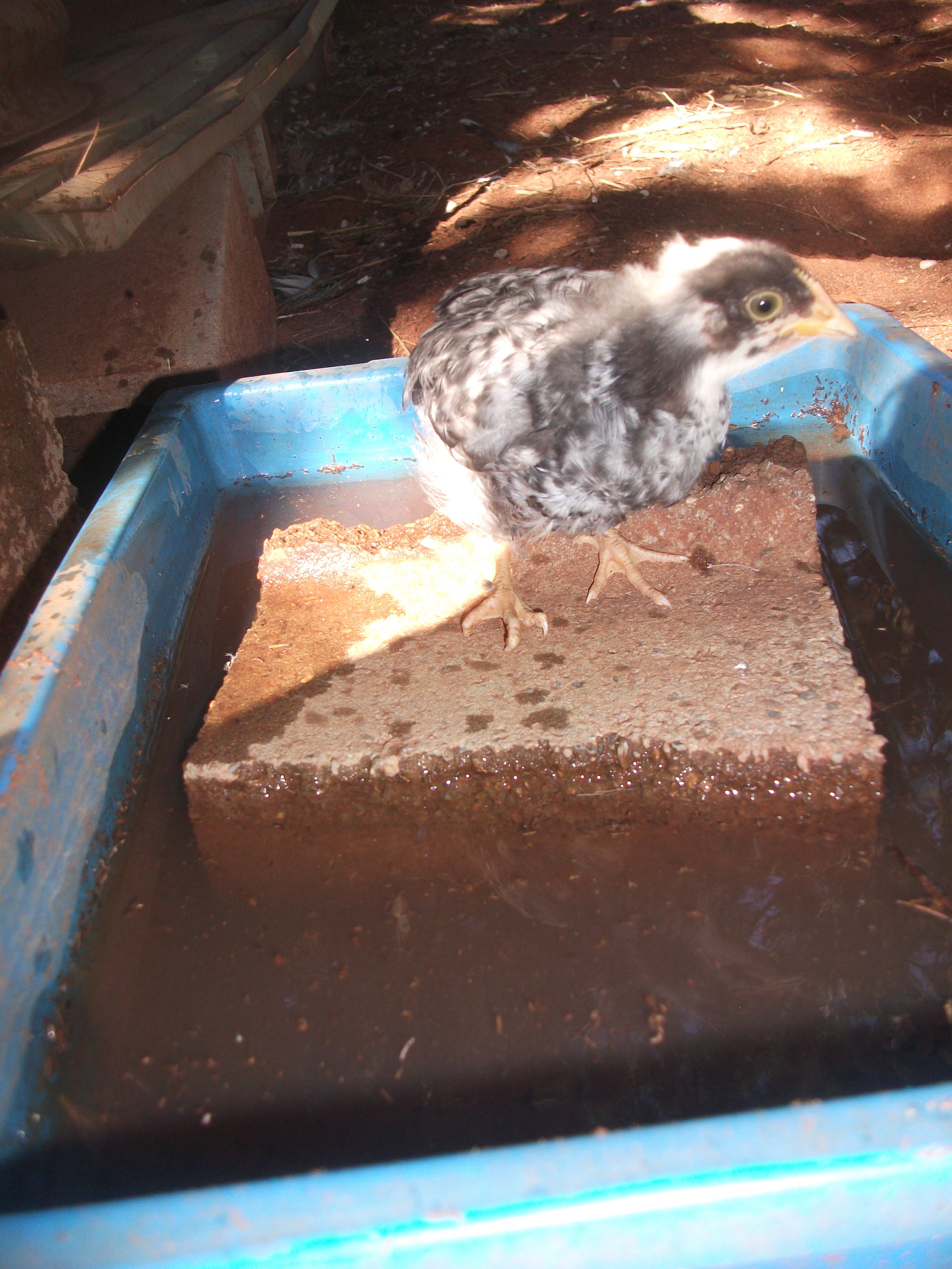 These 4 chicks are now out in the big world. Mum, Dad and Auntie are very protective. Too many chicken hawks around!