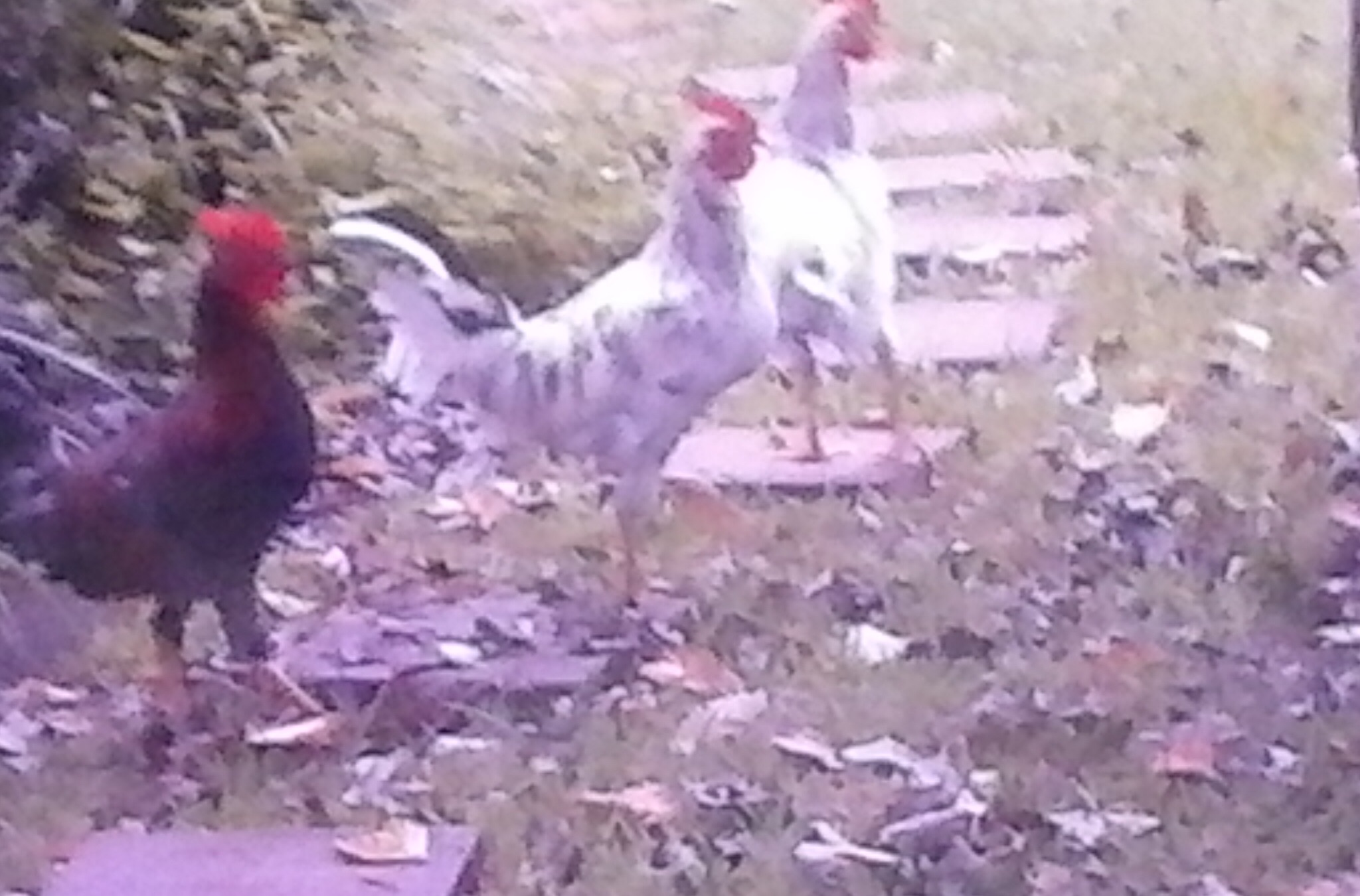 These 4 roosters are mad at me for penning up their hens.