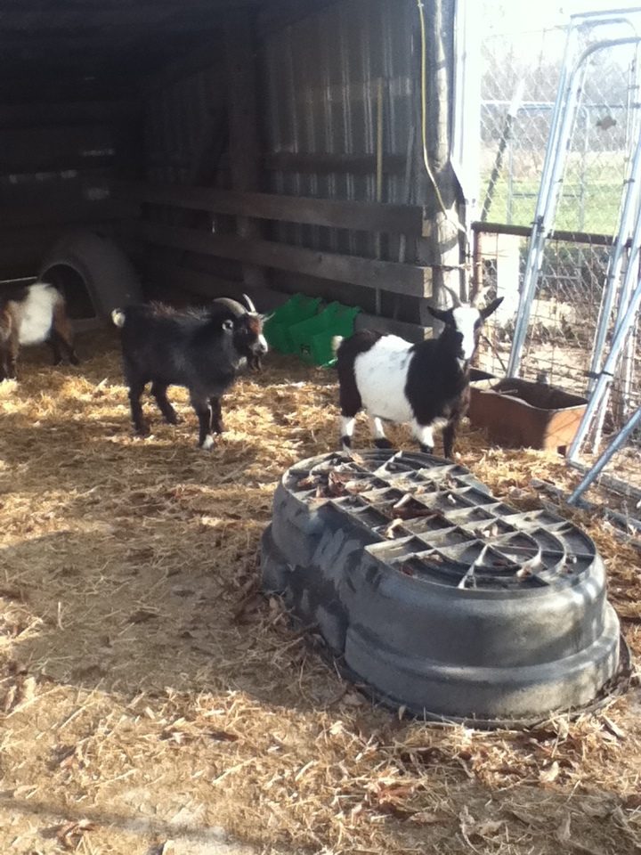 These are 2 of my 4 pygmy goats. Blue is the smaller one, he's a boy. And Cookie is the doe.