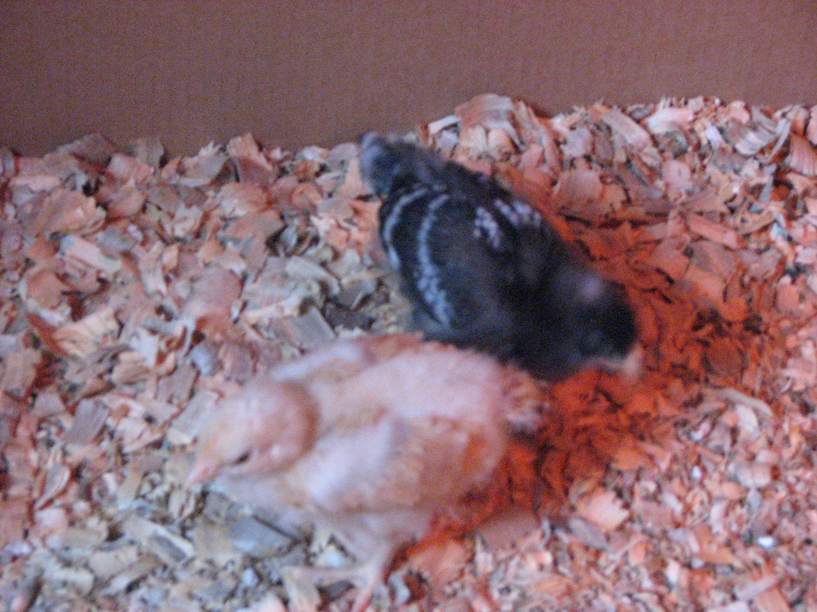 these are 2 of the 13 chicks i picked up at Tractor Supply Store 2 weeks ago. My husband and I have been working our butts off getting there coop and run all penned in so they will be safe.  I haven't had a flocked in a lot of years and I'm really looking forward to it.