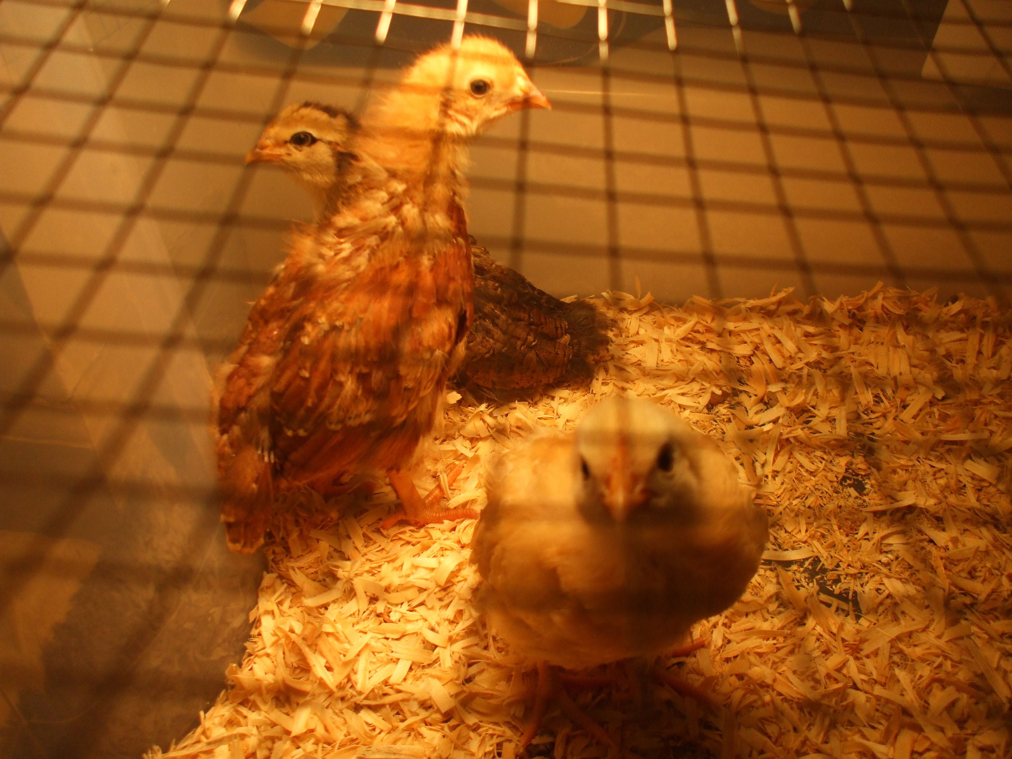 These are 3 of my 4 chicks..