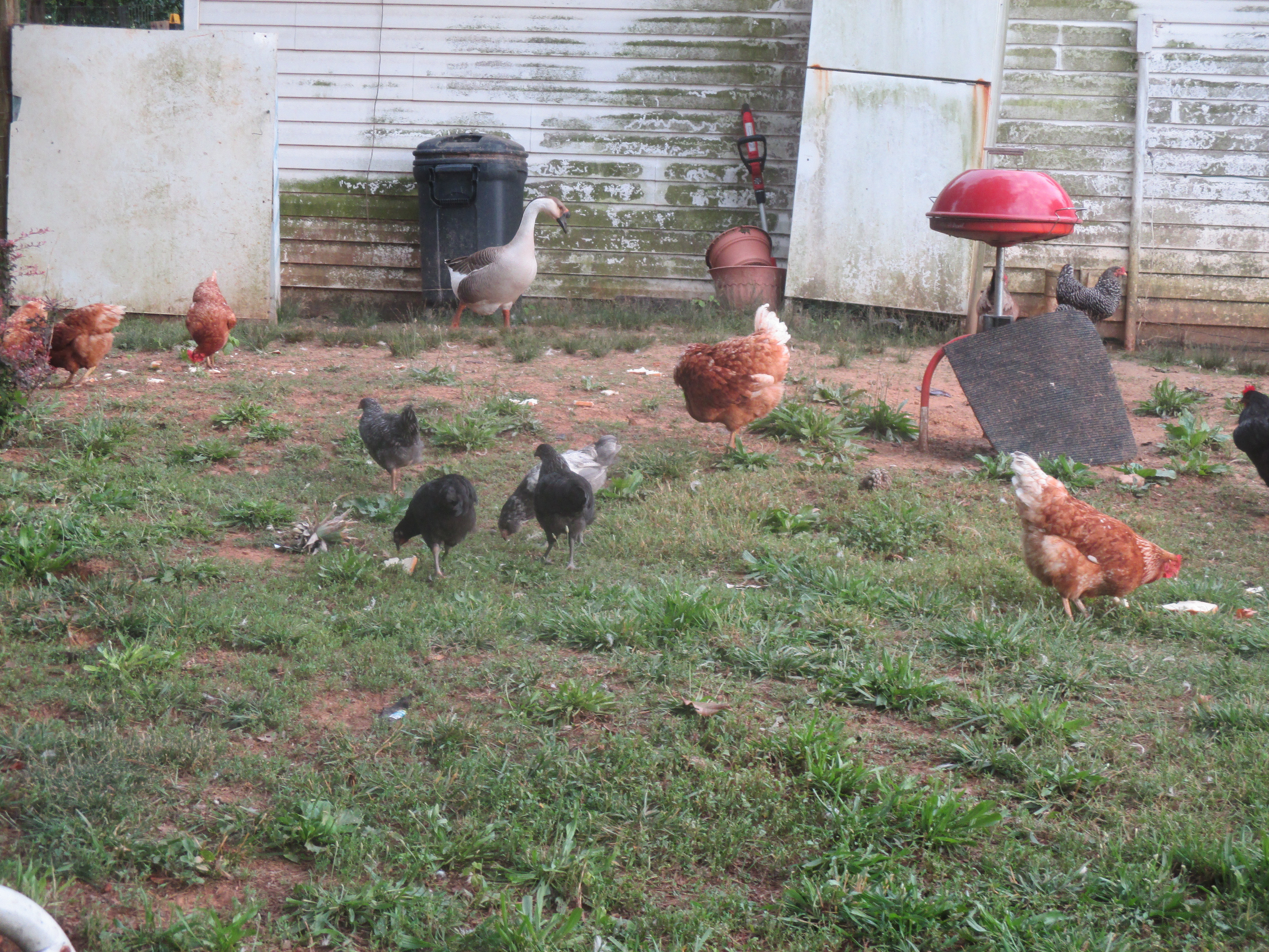 These are a few of my 25 chickens (laying hens) in my "backyard", by chance.