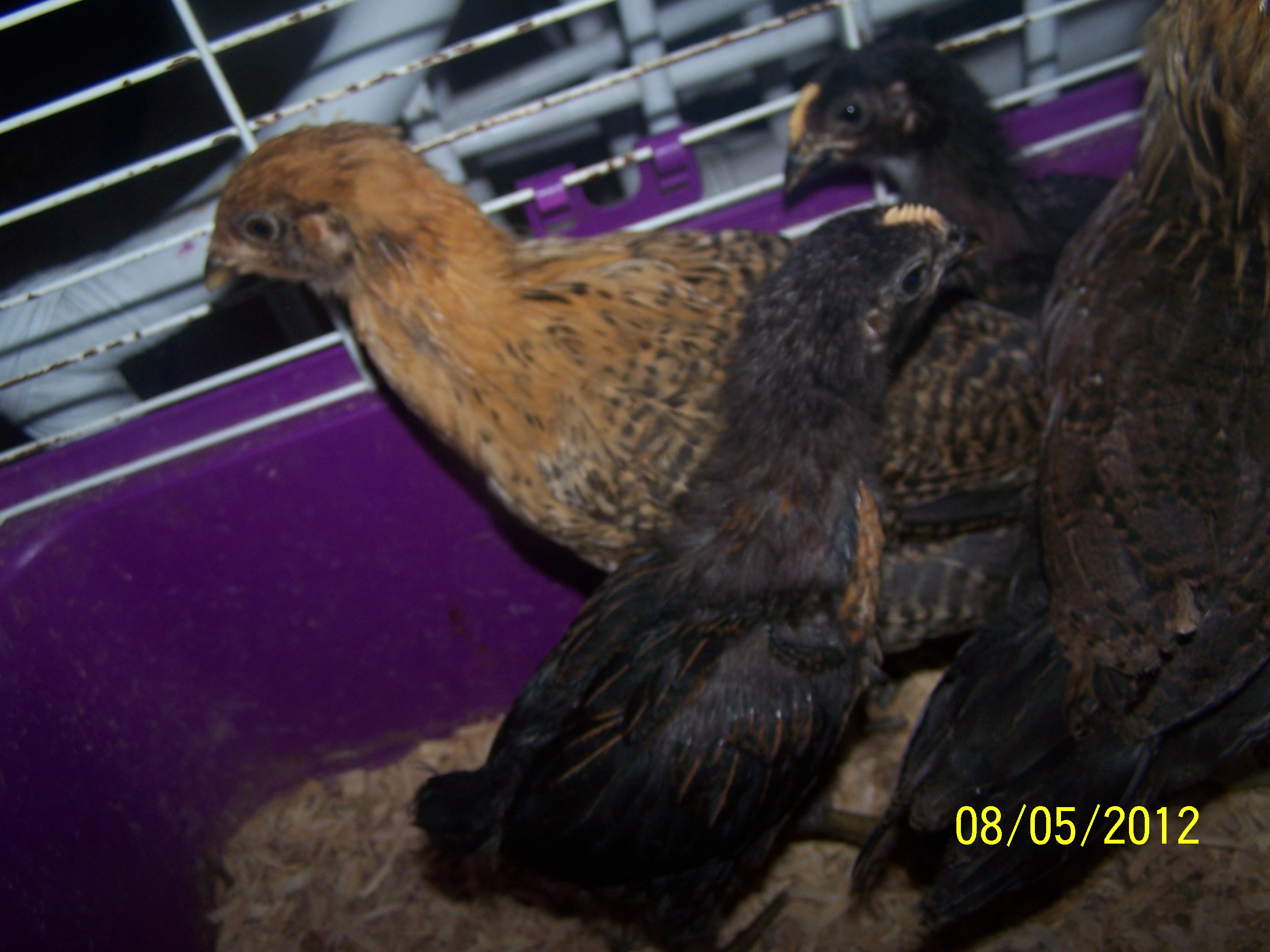 These are all chicks
