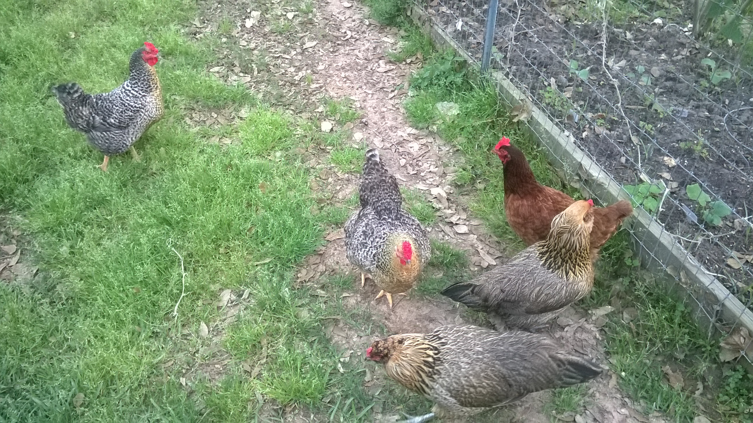 These are all my girls now as of June 2015. Left to right: Icarus, Tootsie, Reba Red, and the twins.