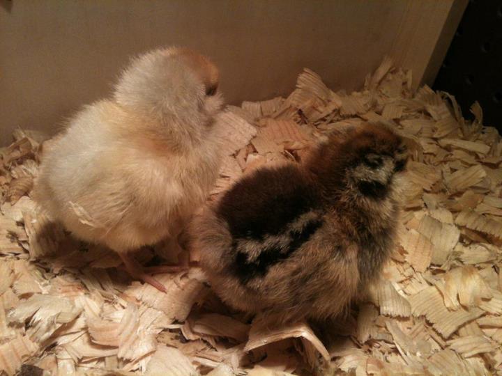 These are both Easter Eggers. The one on the left is kind of buff colored, with subtle patches of grey on her back and back of head. The one on the right has the classic chipmunk stripe pattern and lots of extra pattern on the forehead.