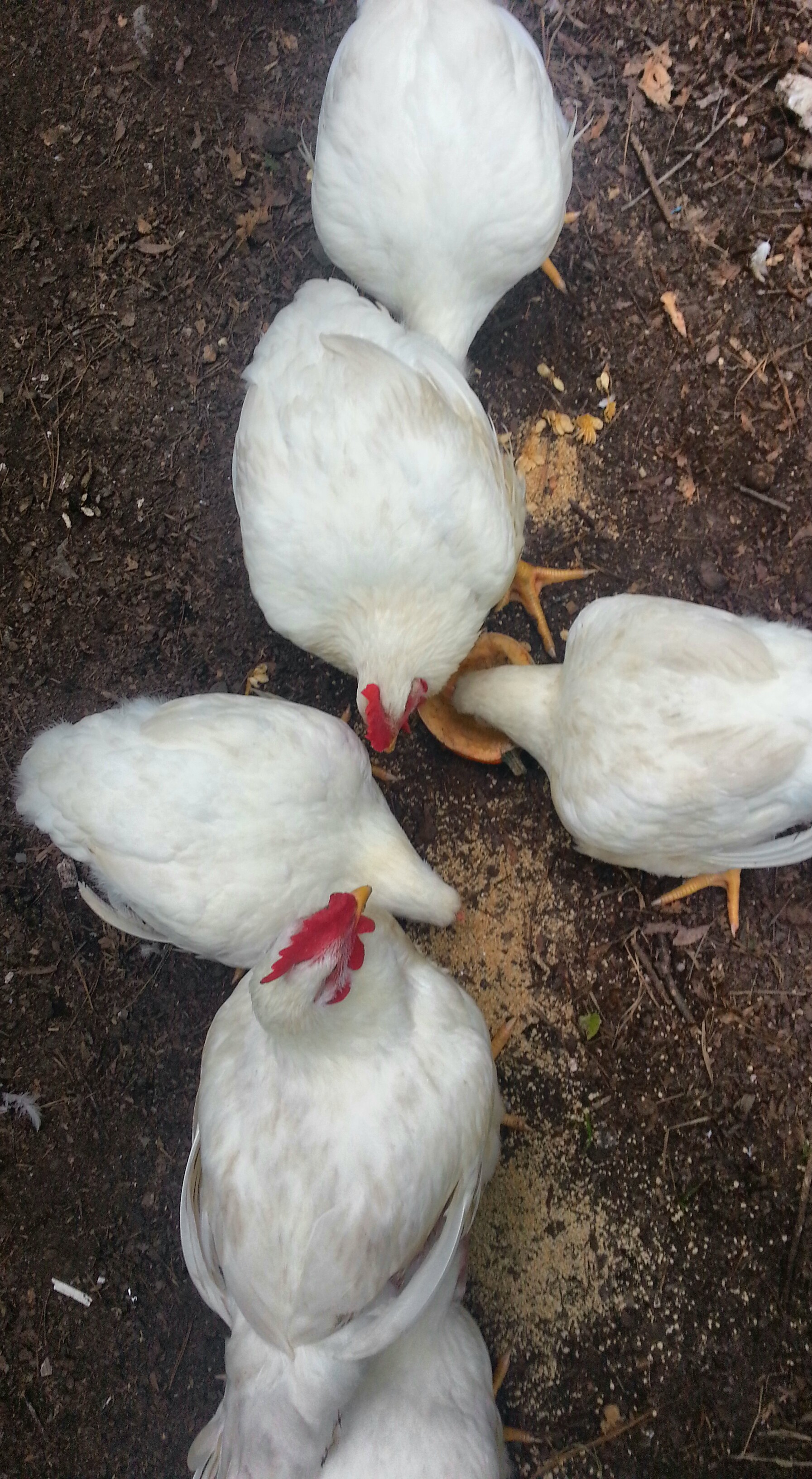 These are enjoying fresh squash from the garden - the eat it right down to a perfectly cleaned out shell.  They eat, from the garden, squash, sunflowers, cucumbers, broccoli, beans & peas, tomatoes, and whatever else I throw their way.  Plus, they enjoy meal worms, earth worms, crickets, and whatever they can scratch.