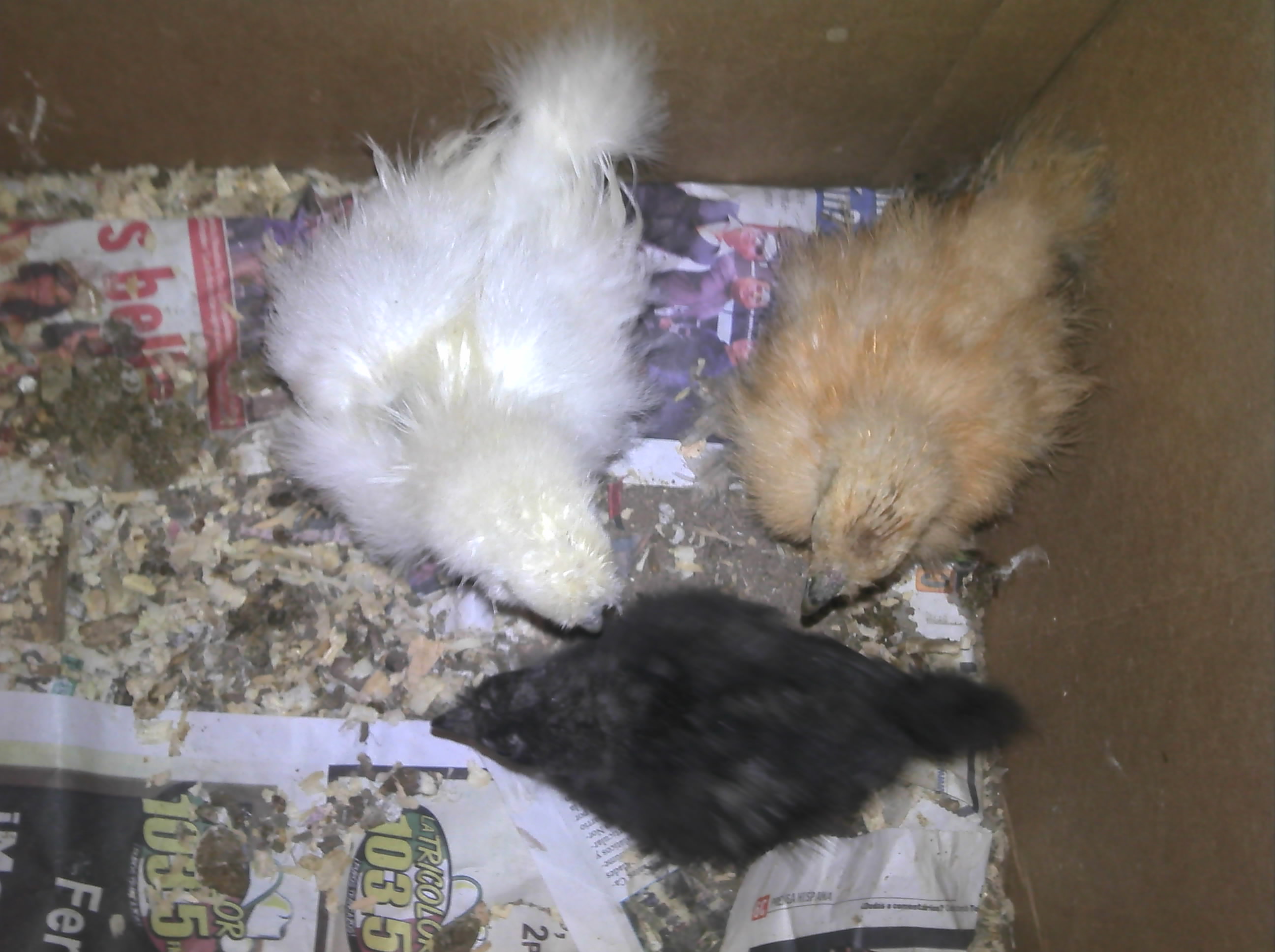 These are Mario, Paully, and my Lil red when they where babys.