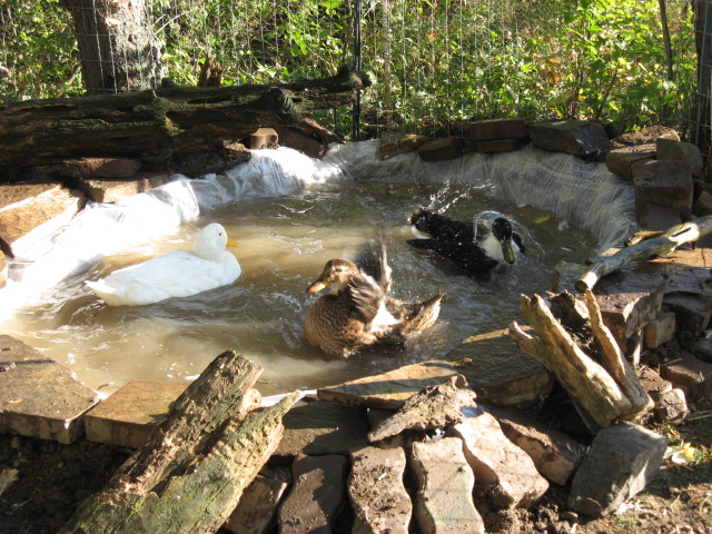 These are my 1 male pekin,1 female black swedish, and 1 female rouen enjoying their new pond! 
IMG_4005.JPG