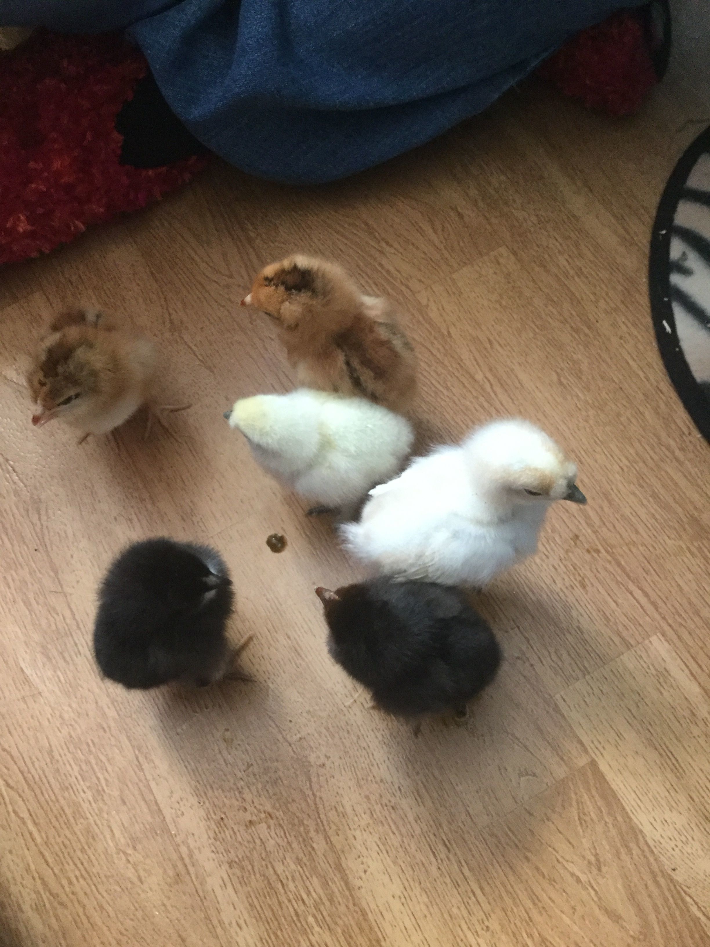 These are my 6 tractor supply chicks I got they are about 2-3 months old now and I think five out of the six are roosters so I only have one hen out of all of them and it's the smaller white silkie.