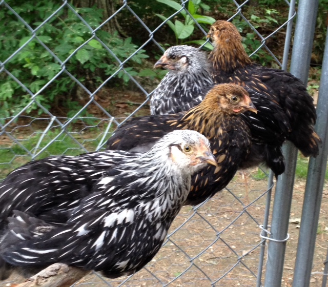 These are my 7 week old silver & golden laced wynadottes enjoying their new outdoor home: In order from front to back- Libby, Cubby, Nugget & Tippy.