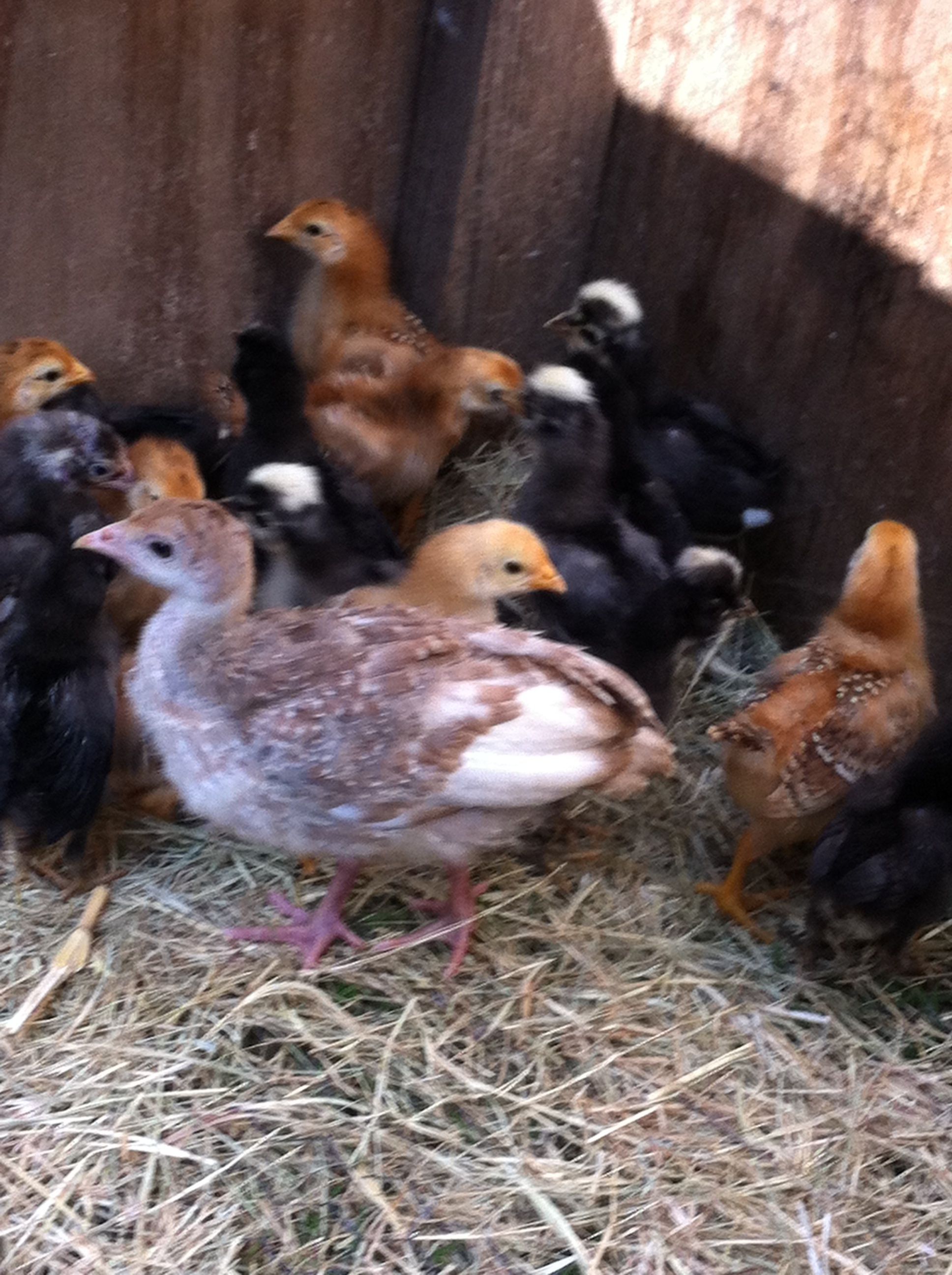 These are my babies! The turkey is Lyra( I don't know if its a m or f.
There is Dominique, polish hats, and road island reds!! I can't wait for them to grow up!! :D