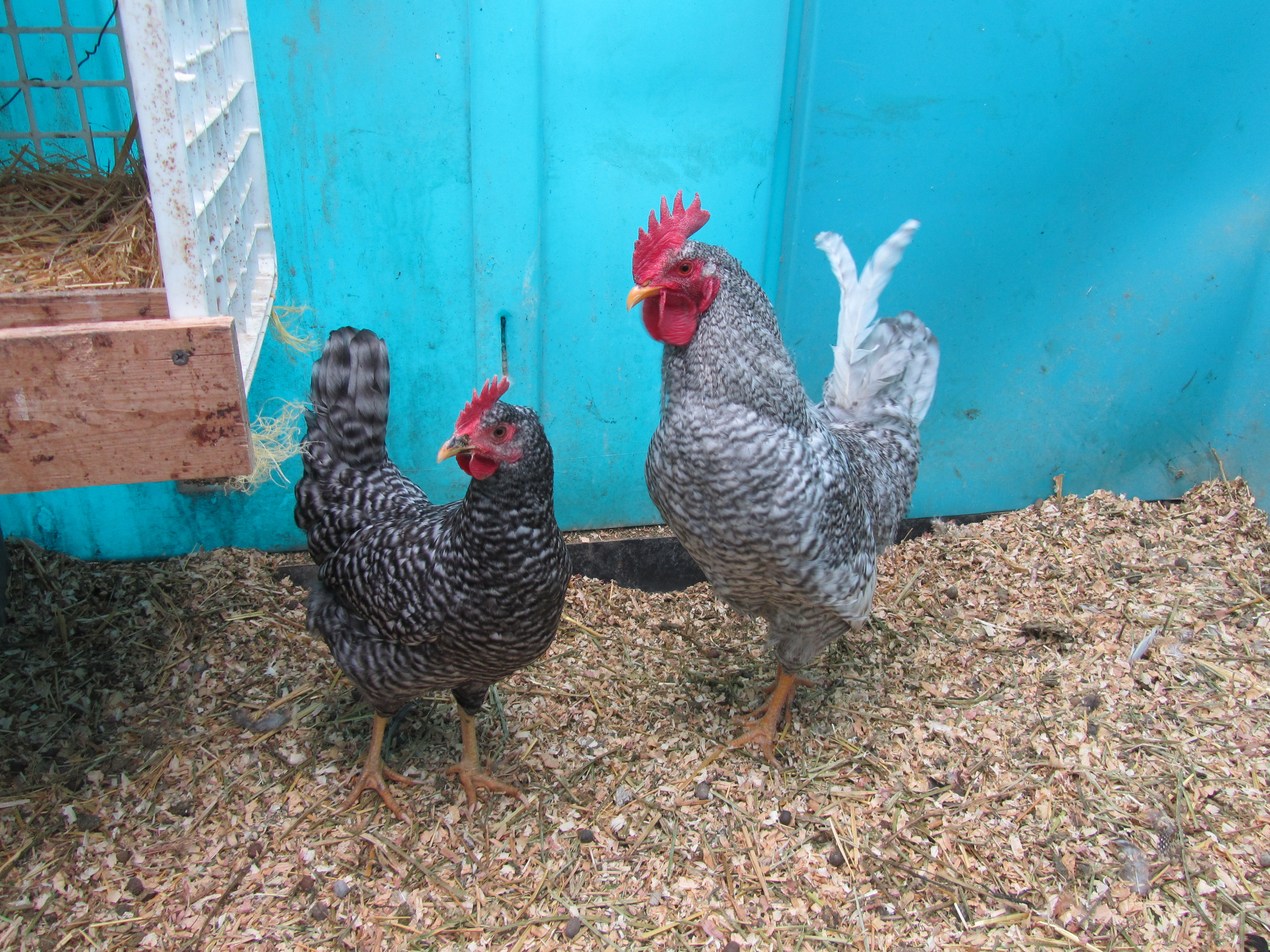 These are my Barred Hollands.  They were labeled as Barred Rock but they seemed slightly different than the Barred Rocks I remembered, especially when they started laying WHITE eggs.  After much research, discussion, and finally a shout out for help, it was determined these were Barred Hollands.  My roo, as shown, is with one of his 5 hens.
