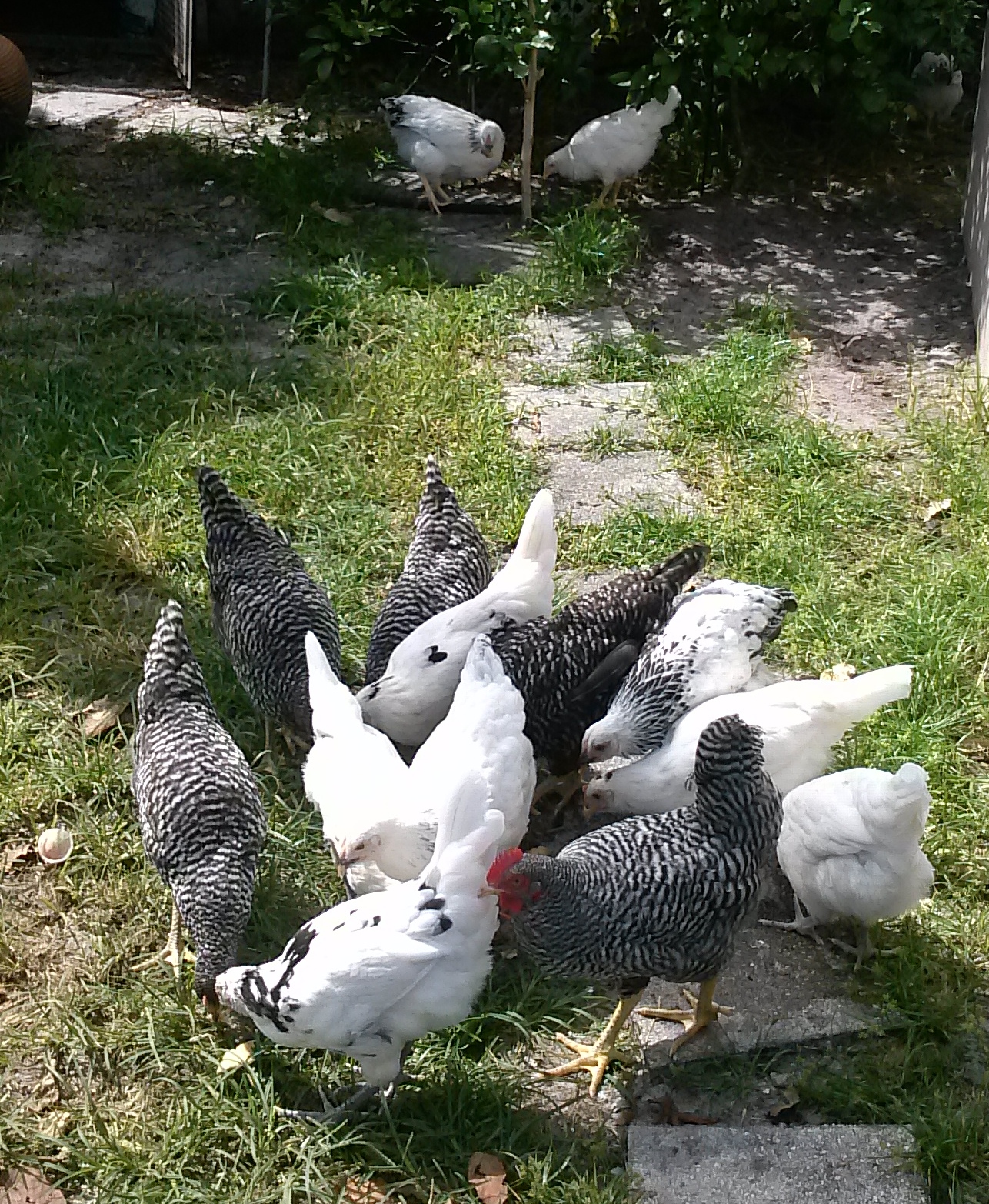 These are my Barred Plymouth Rocks, Austra Whites and Columbian Wyandottes at 3 months of age. They're growing fast and doing great.
