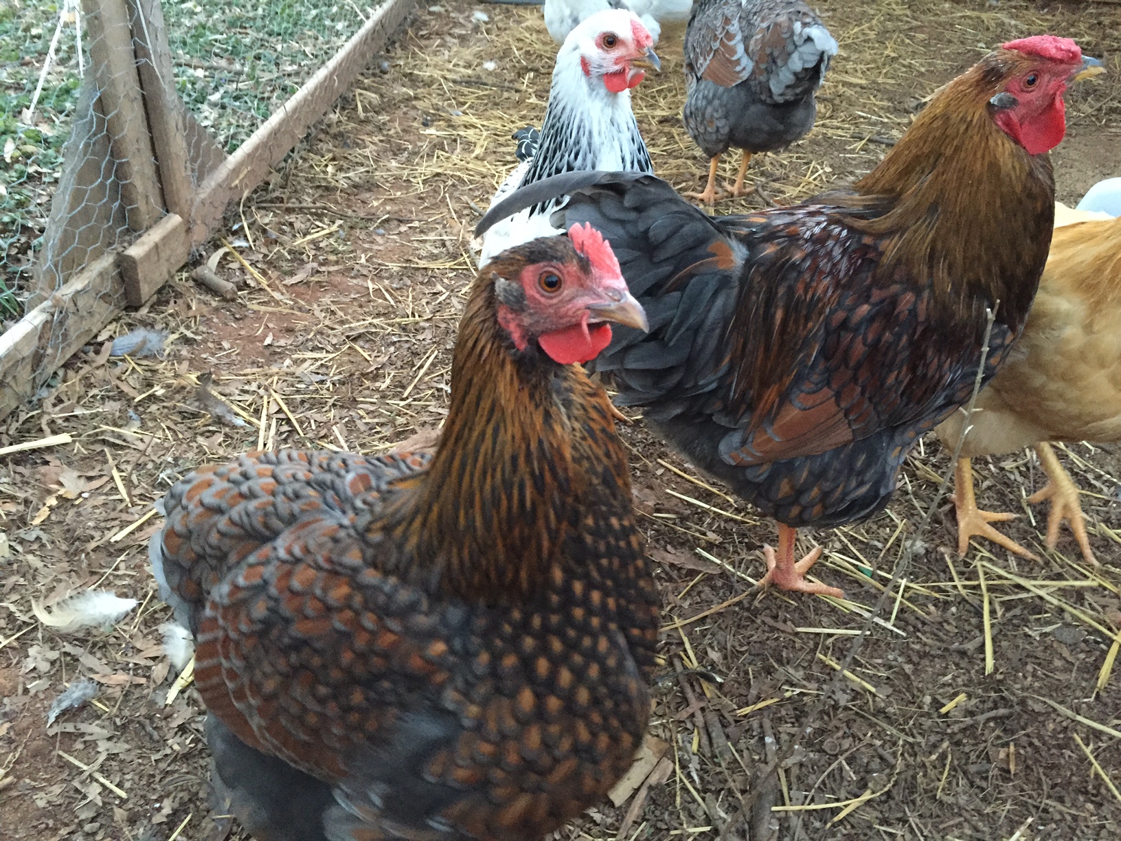 these are my blue laced red wyandottes (set of four) that I recently sold. I love the lighter ones like the splash, so I figured I'd just start over and look for hatching eggs.  :-)