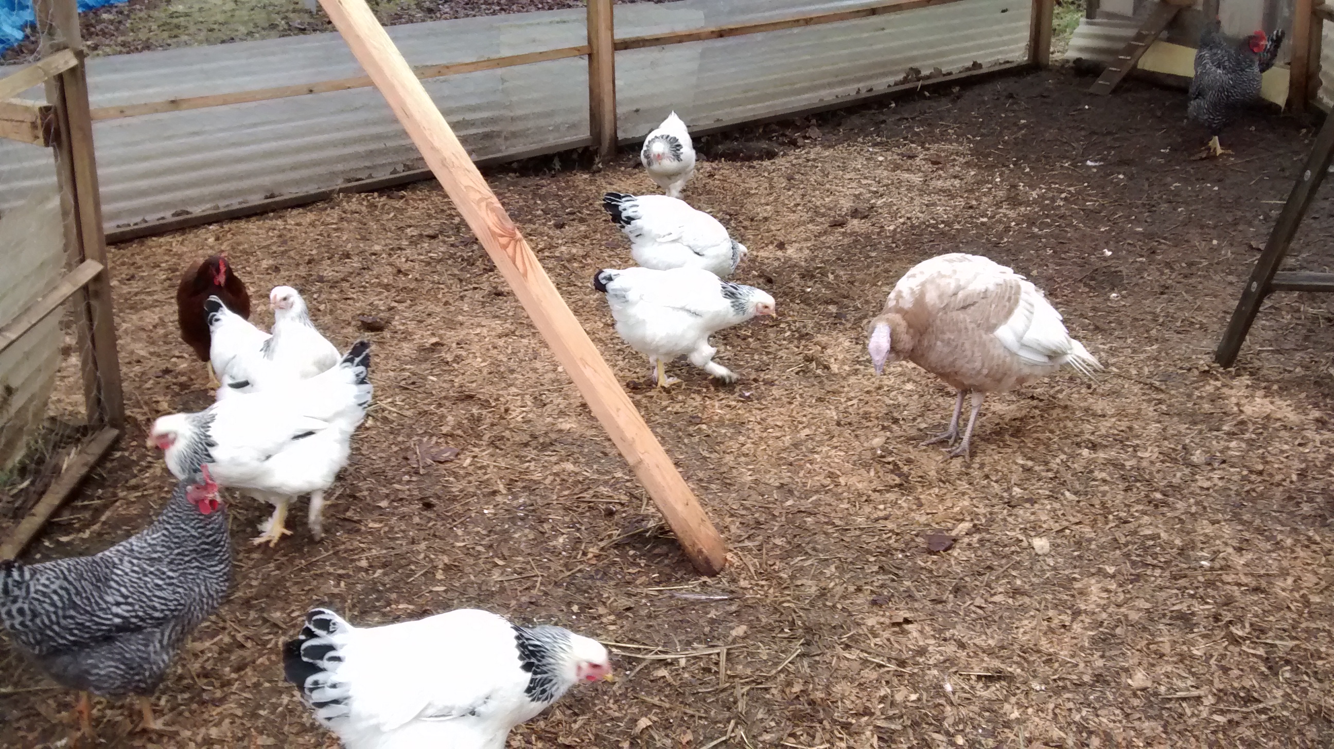 these are my Brahmas not yet laying but I found on here they are still to young and my rotten turkey