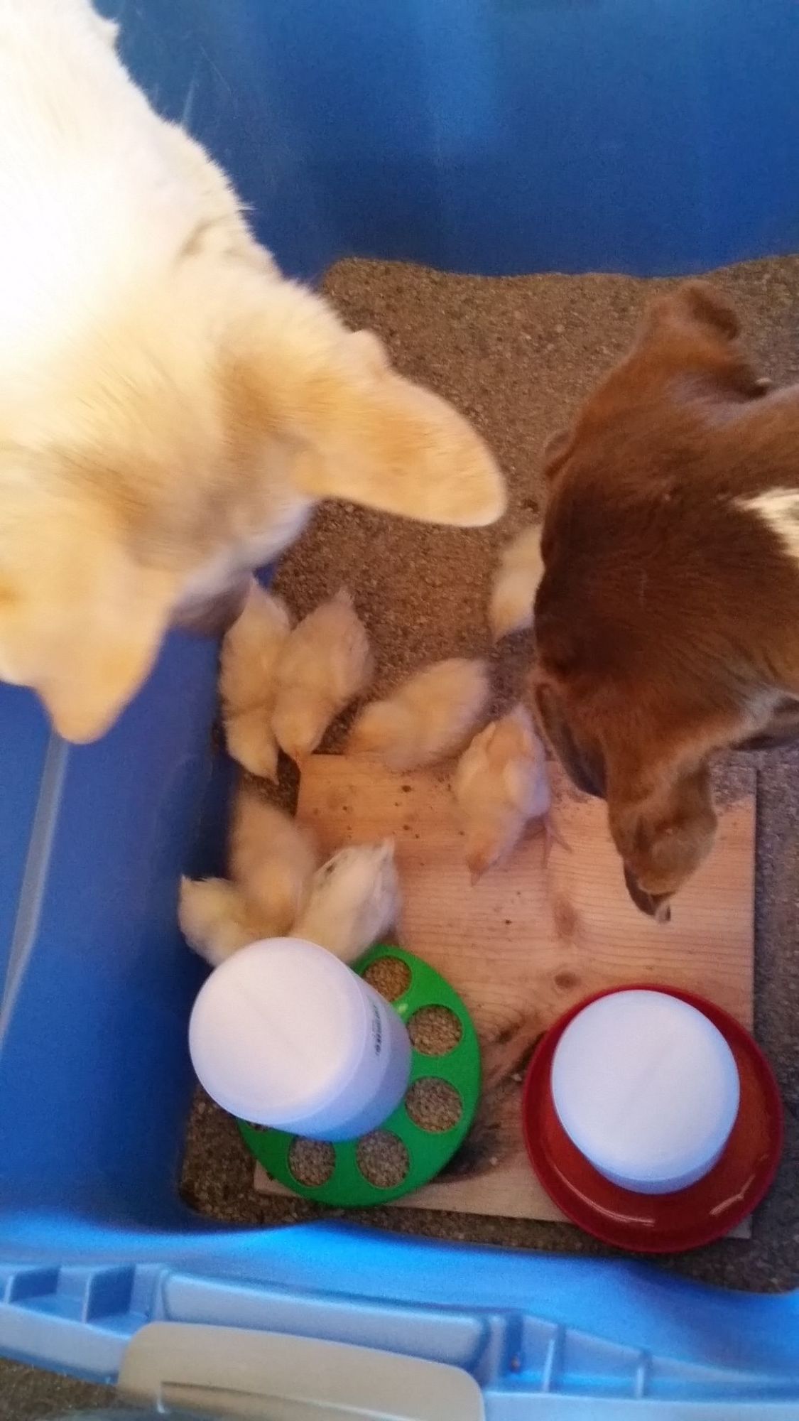 These are my brand new chicks! 4 BO and 4 Light Brahma, 1 week old. My dogs are VERY curious.