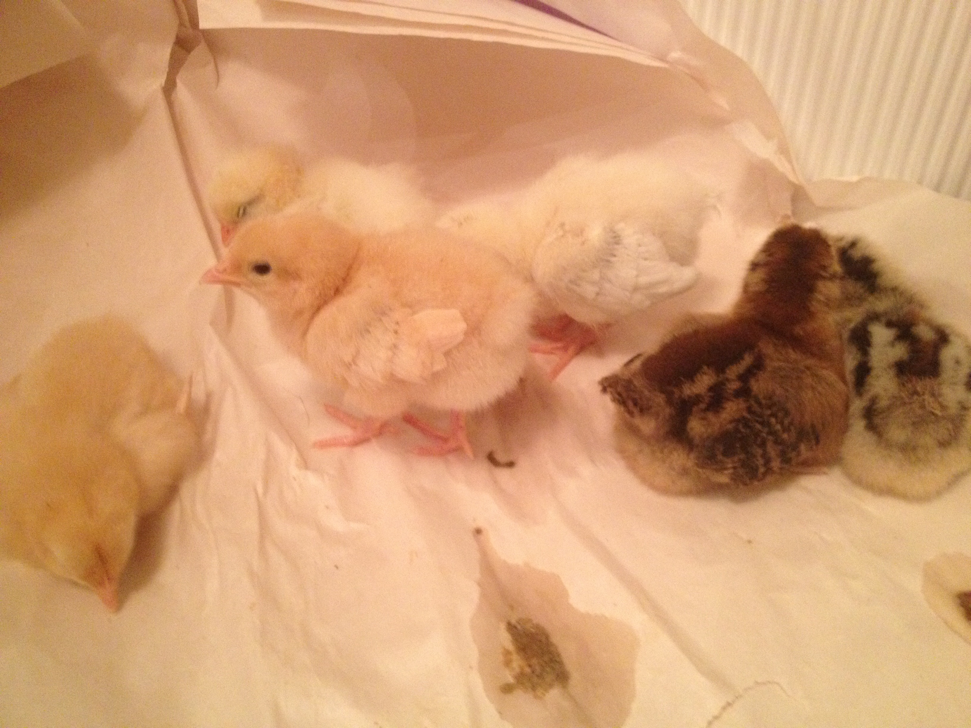 These are my family and I's flock, americaunas, delaware and buff opringtons. 6, 2 of each. 
they are only 6 days old!!