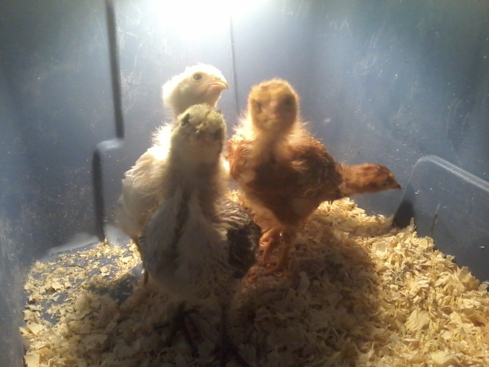 These are my first 4. Roxie & Rosie are the two Rhode Island Reds. Trixie is the white auracana and Trina is the curious auracana in the front.