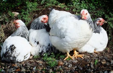 These are my first chickens, 4 Columbian Wyandotte bantams, enjoying some time in the garden.