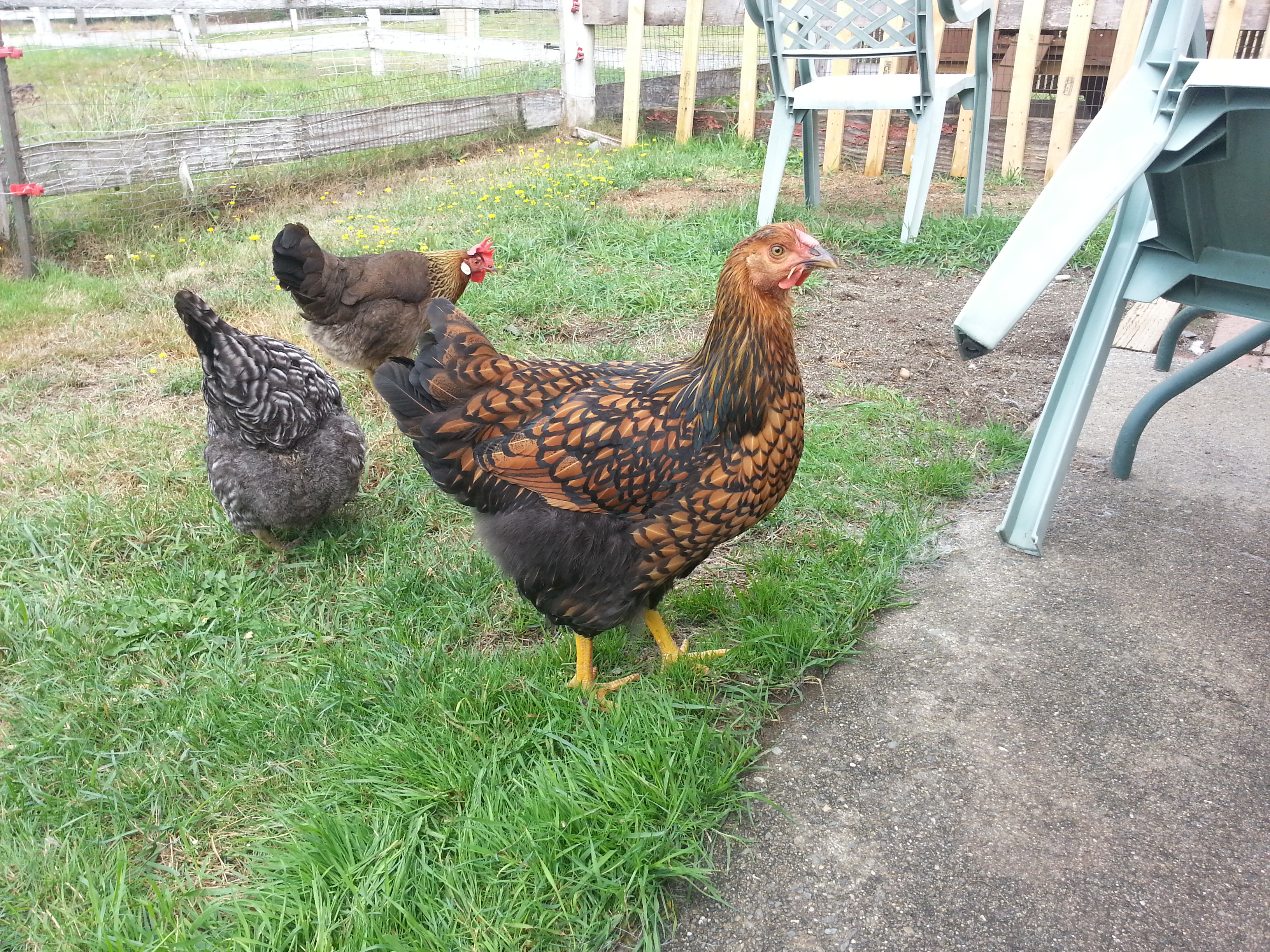 These are my girls. Iv never had chicken s before