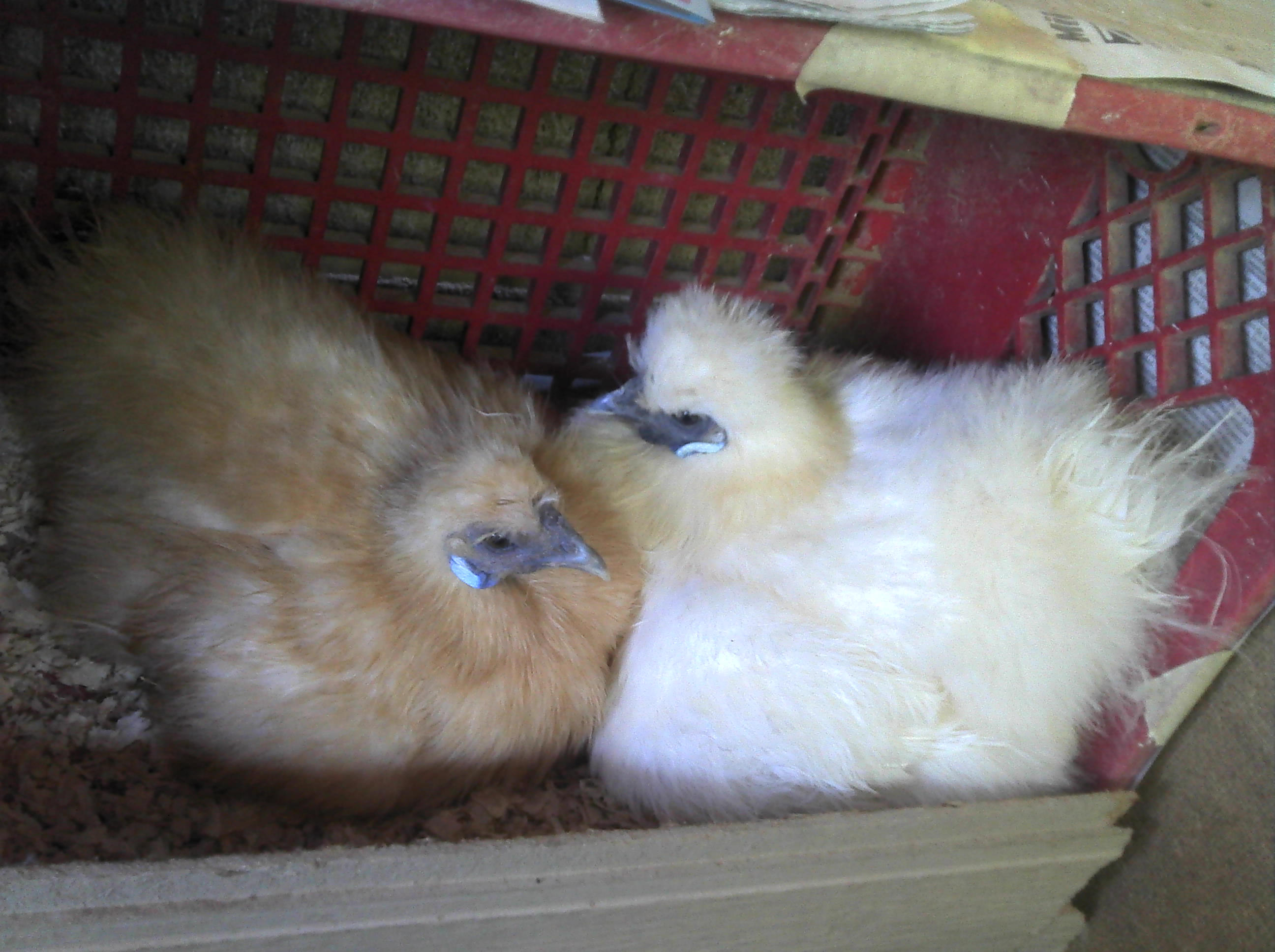 These are my girls sharing a nesting box to lay some eggies for me.