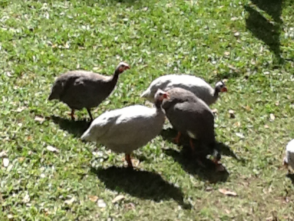 These are my guinea fowl I have six in total at the moment they live with my chickens and ducks in the same village.