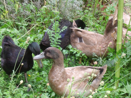 These are my "guys" when I was trying to find a home for them.  They're snacking on my parsley and salad burnet there