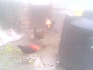 THESE ARE MY HENS
