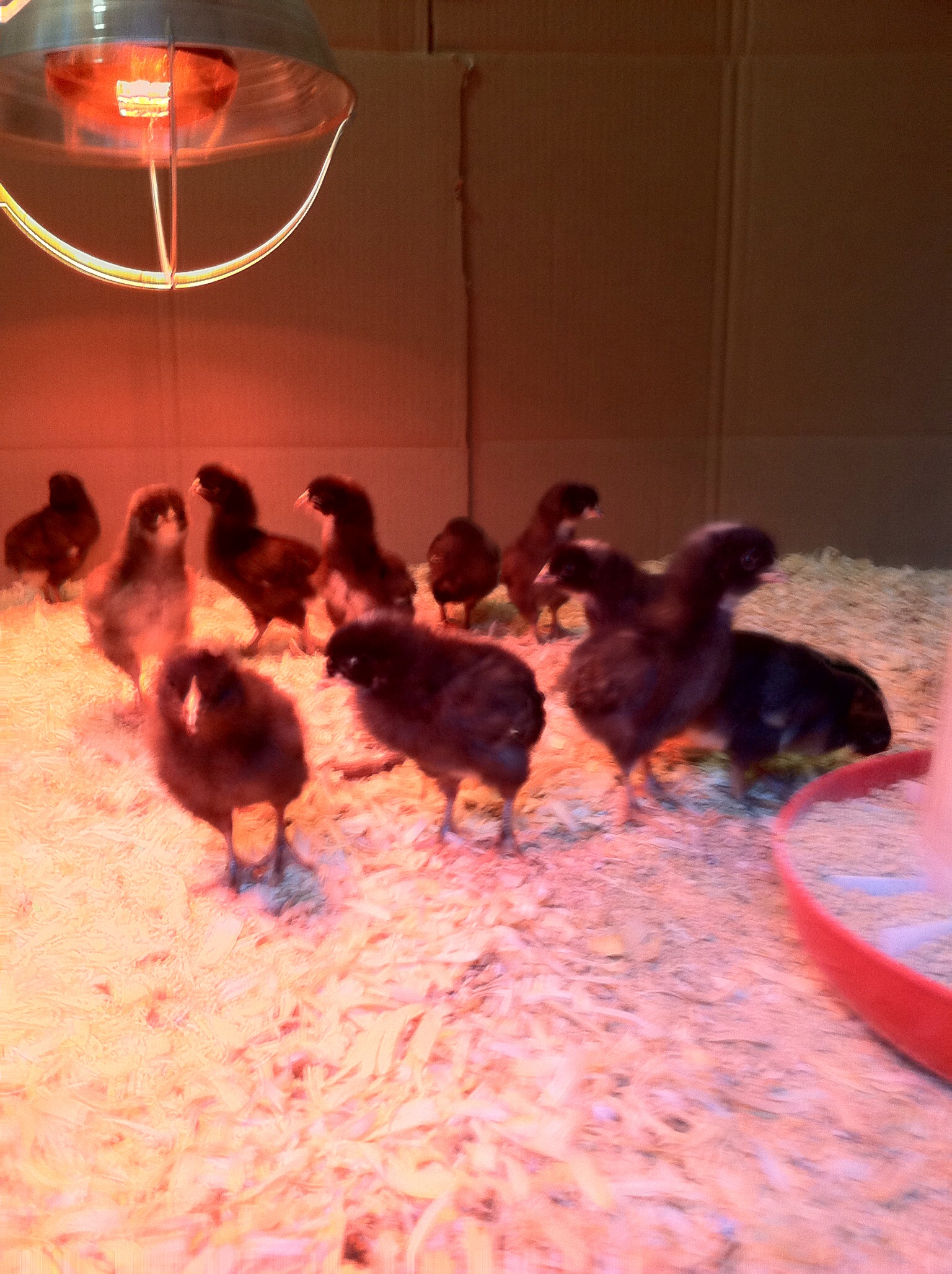 These are my I day old Plymouth barred rocks 25 of them.