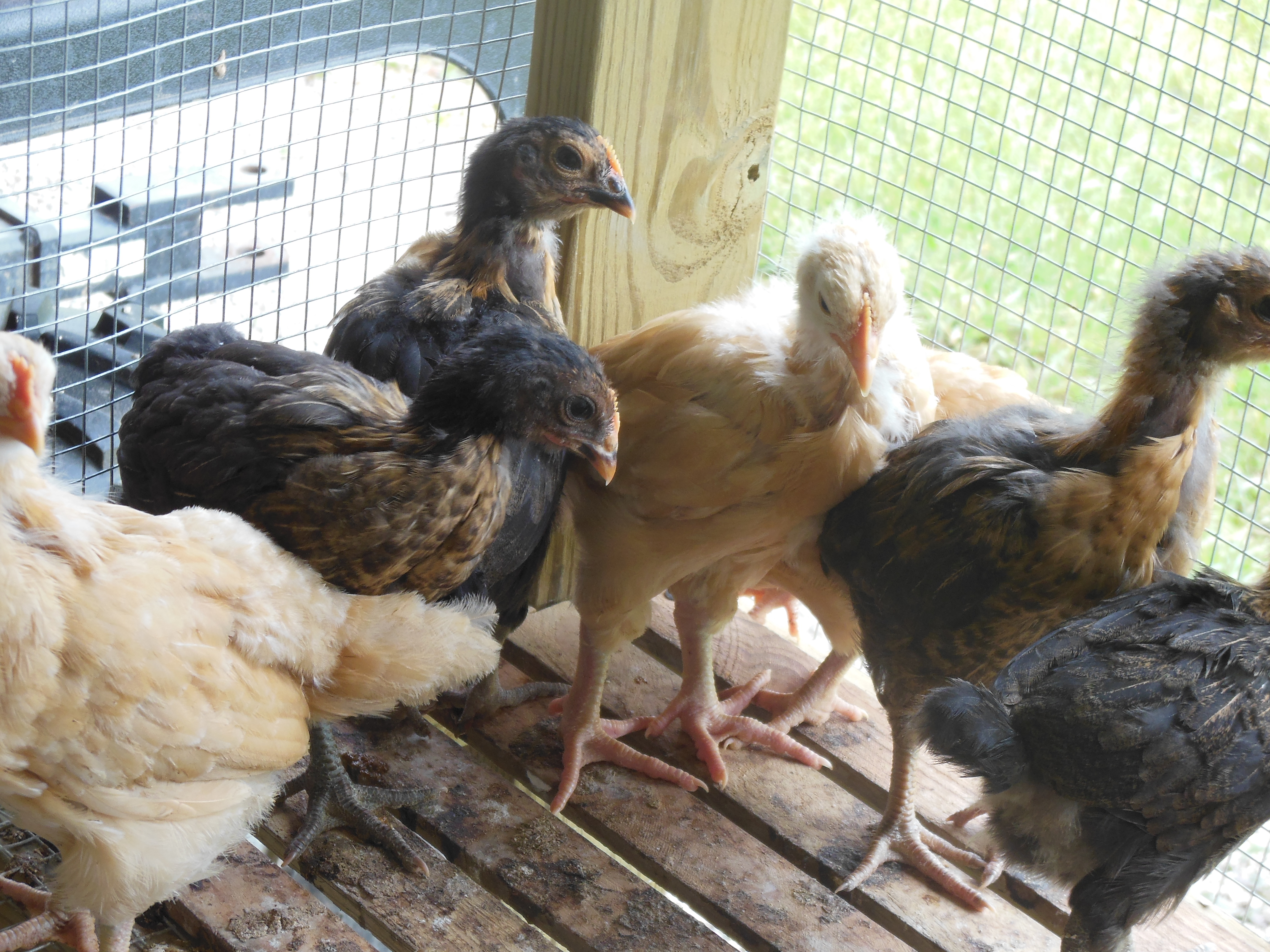 These are my little chick. We hatched them out just about a month ago.