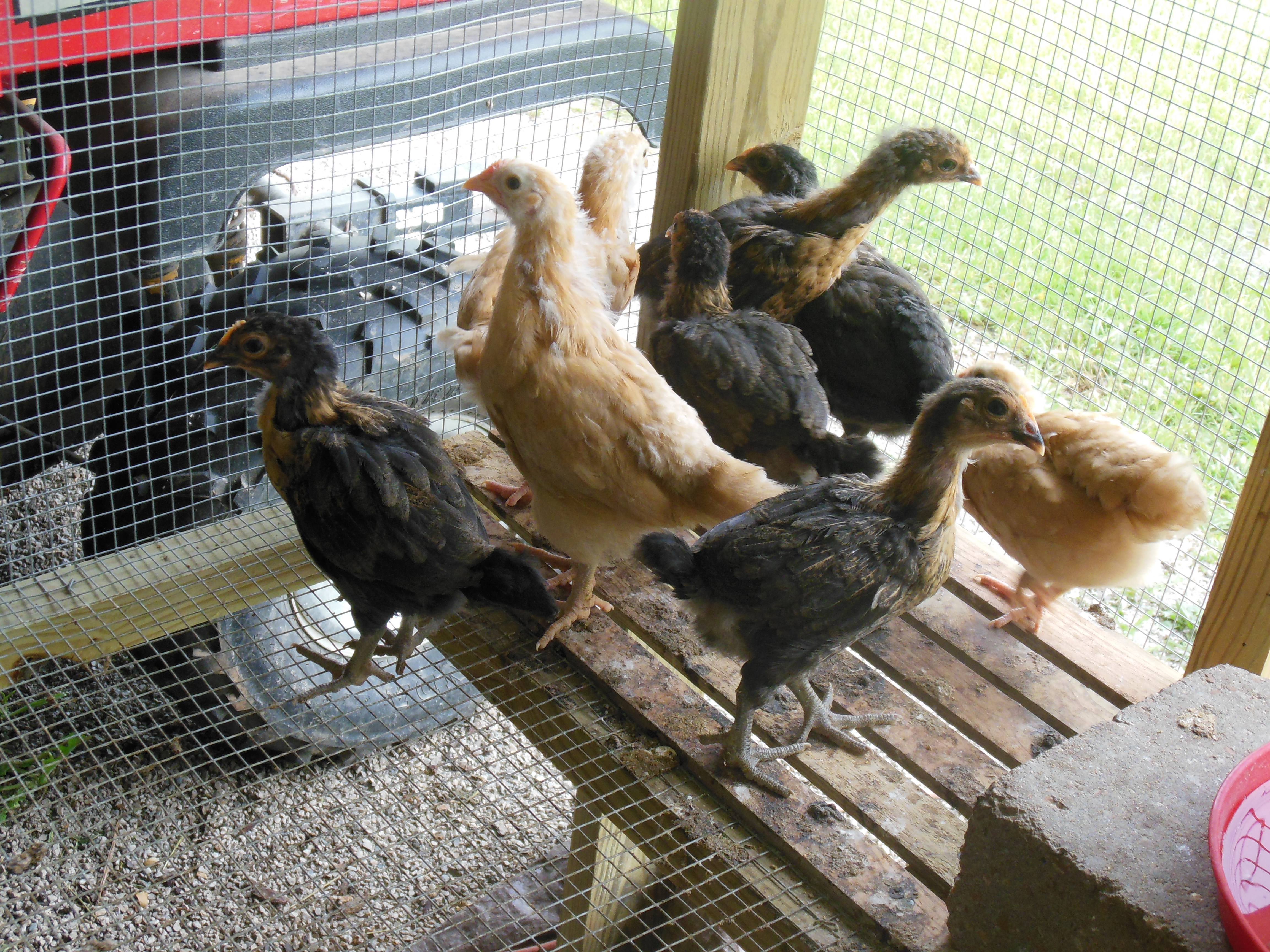 These are my little chicks. We hatched them out just about a month ago.