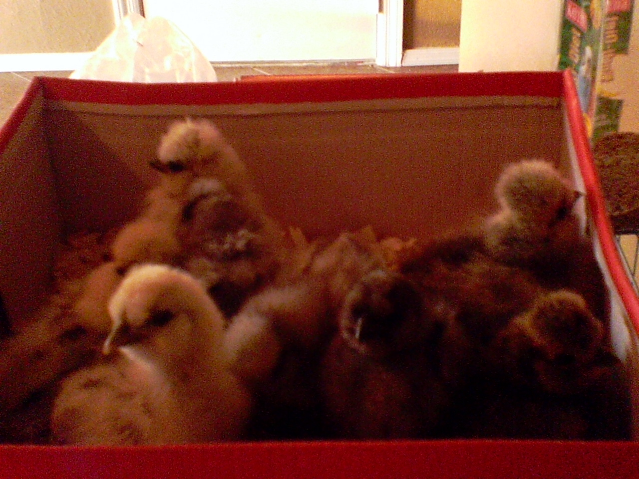These are my new silkies. I got eight of them , Splash, lavender, blue, Partridge, Blue colombian, porcelaine. I cant wait to see them lay eggs and crow..