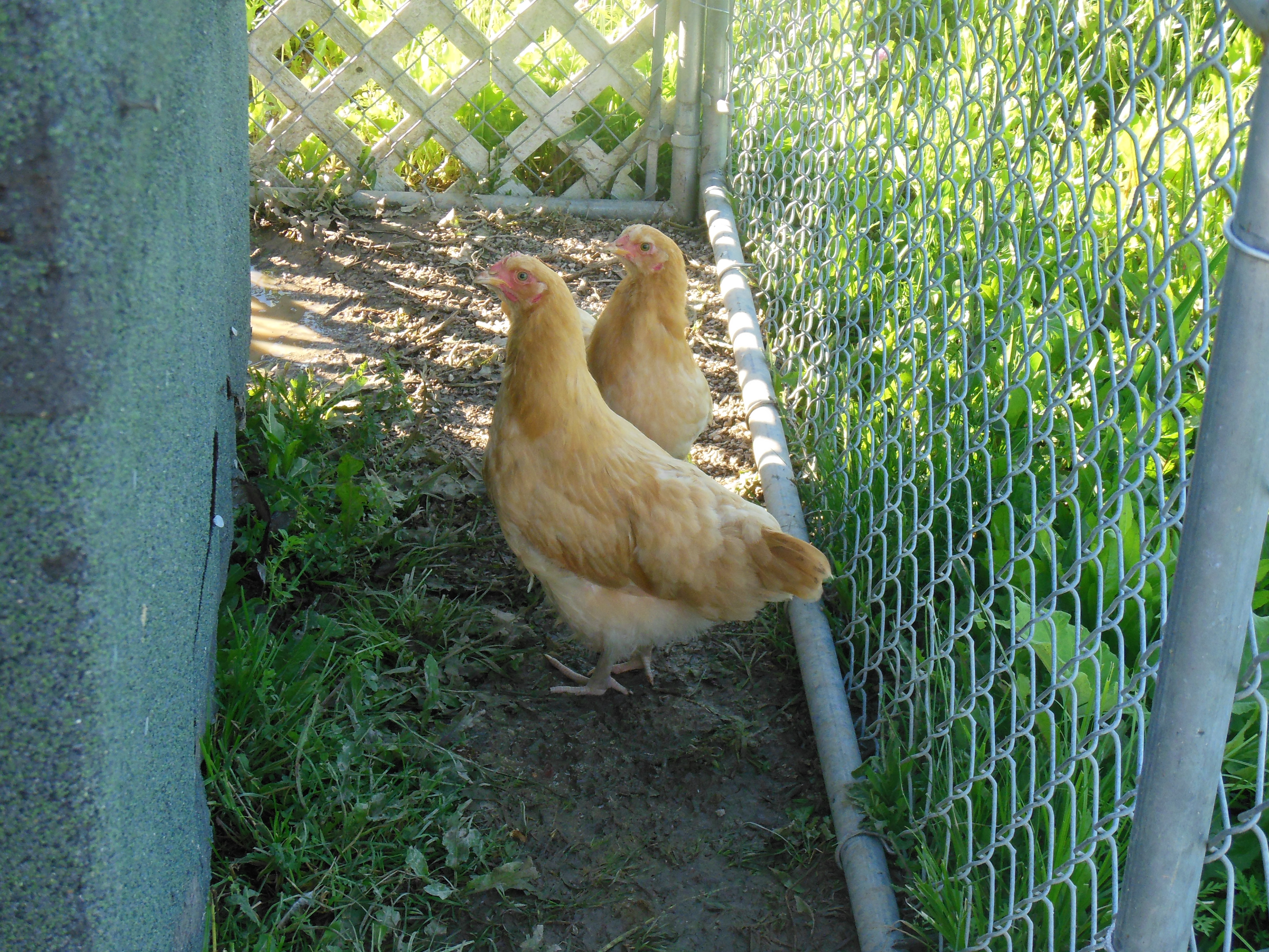 These are my small Buff Orpingtons