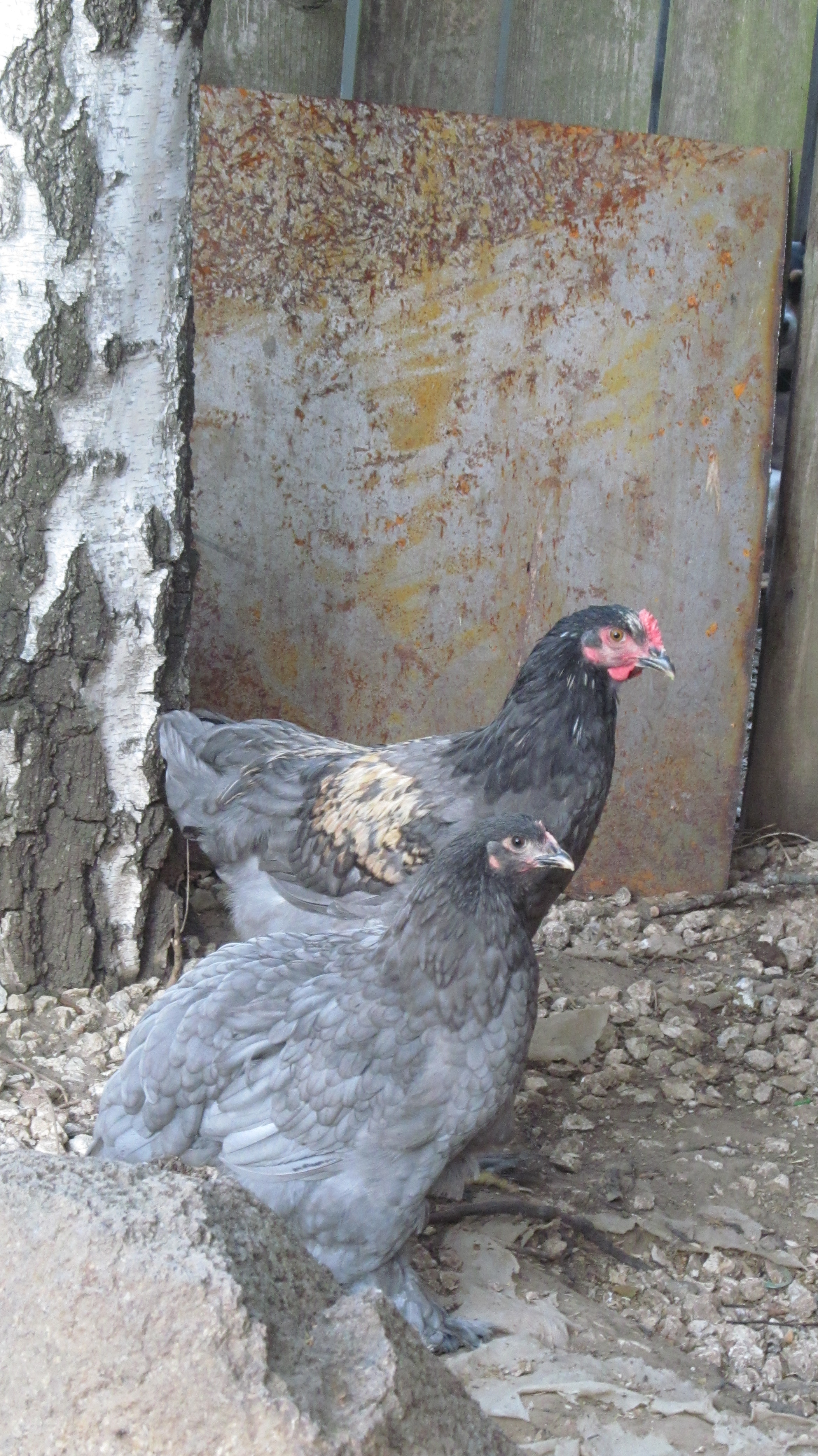 These are my two chochin chickens approx 4 mos old not sure but thinking the one is a rooster but yet haven't heard a cockadoodle doo  ha ha ha