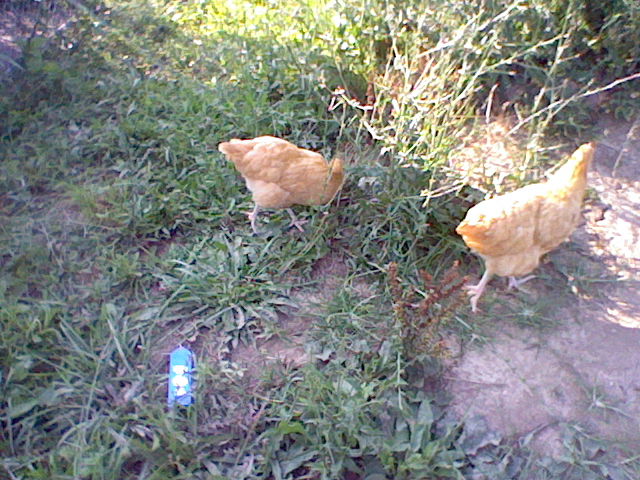These are my two show hens I took to the county fair. Blue ribbon!!!
There names are Gertrude and Eleanor.