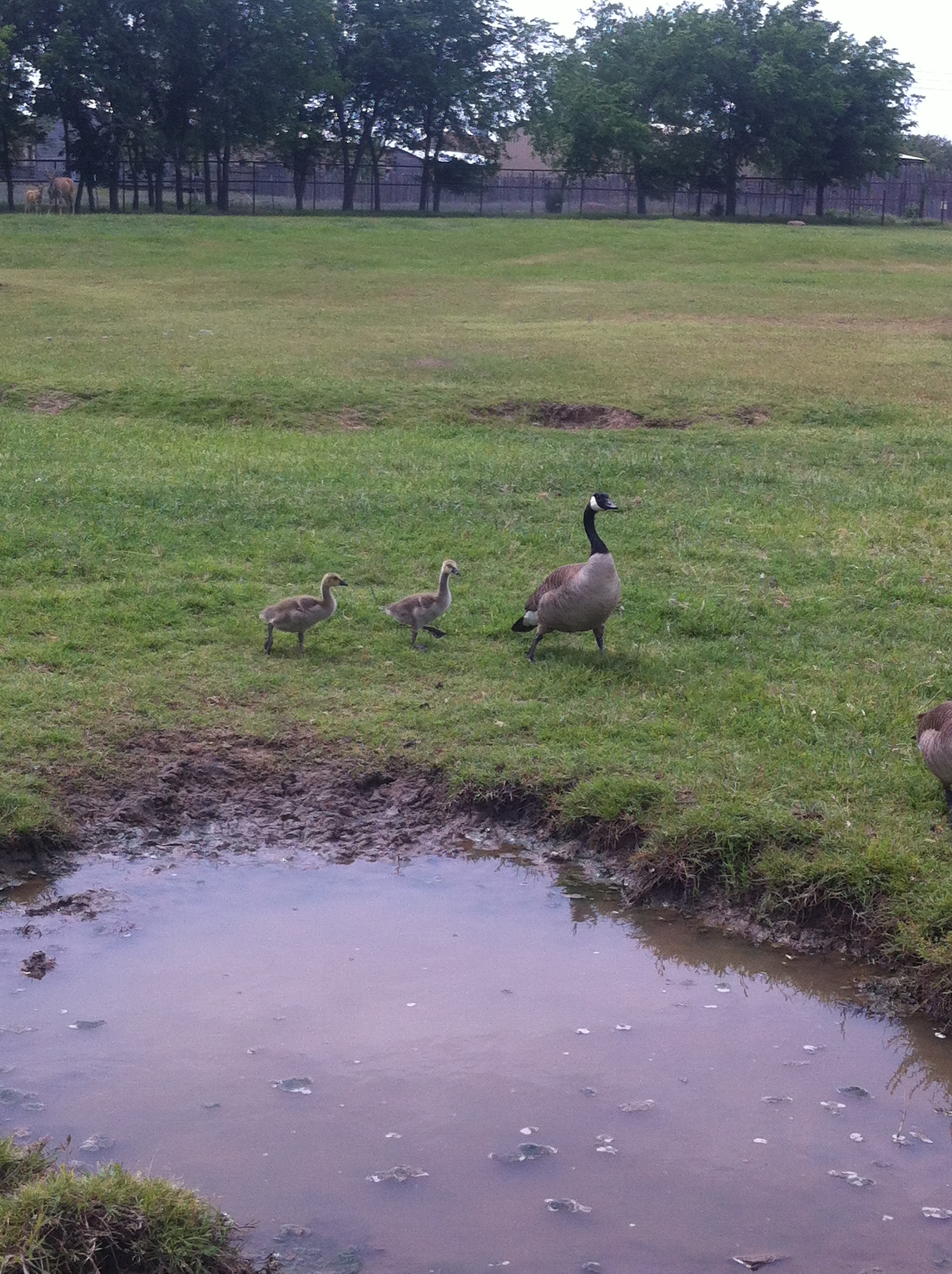 These are not my geese.