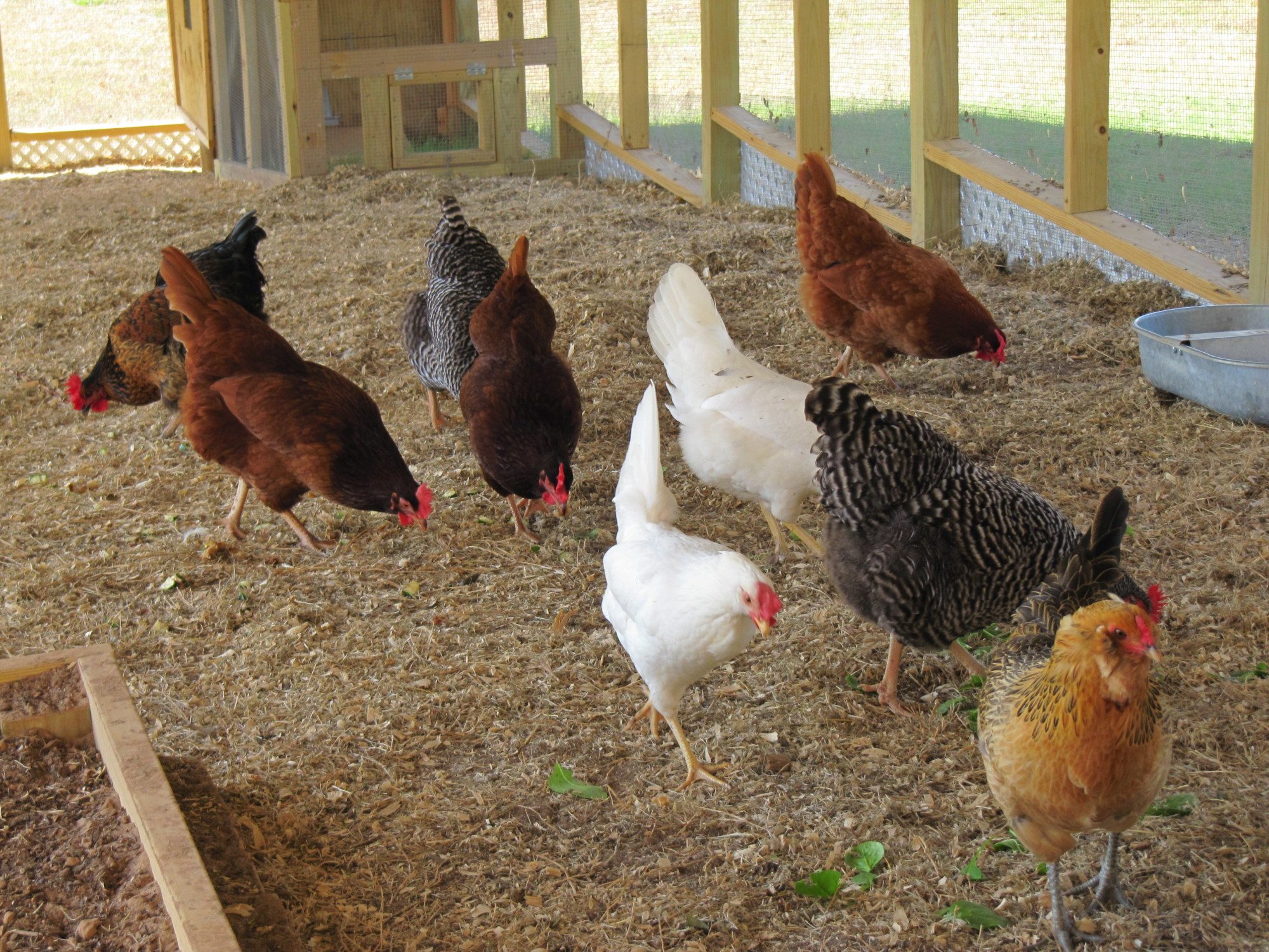 these are our 8 months old hens, all laying and looking happy
