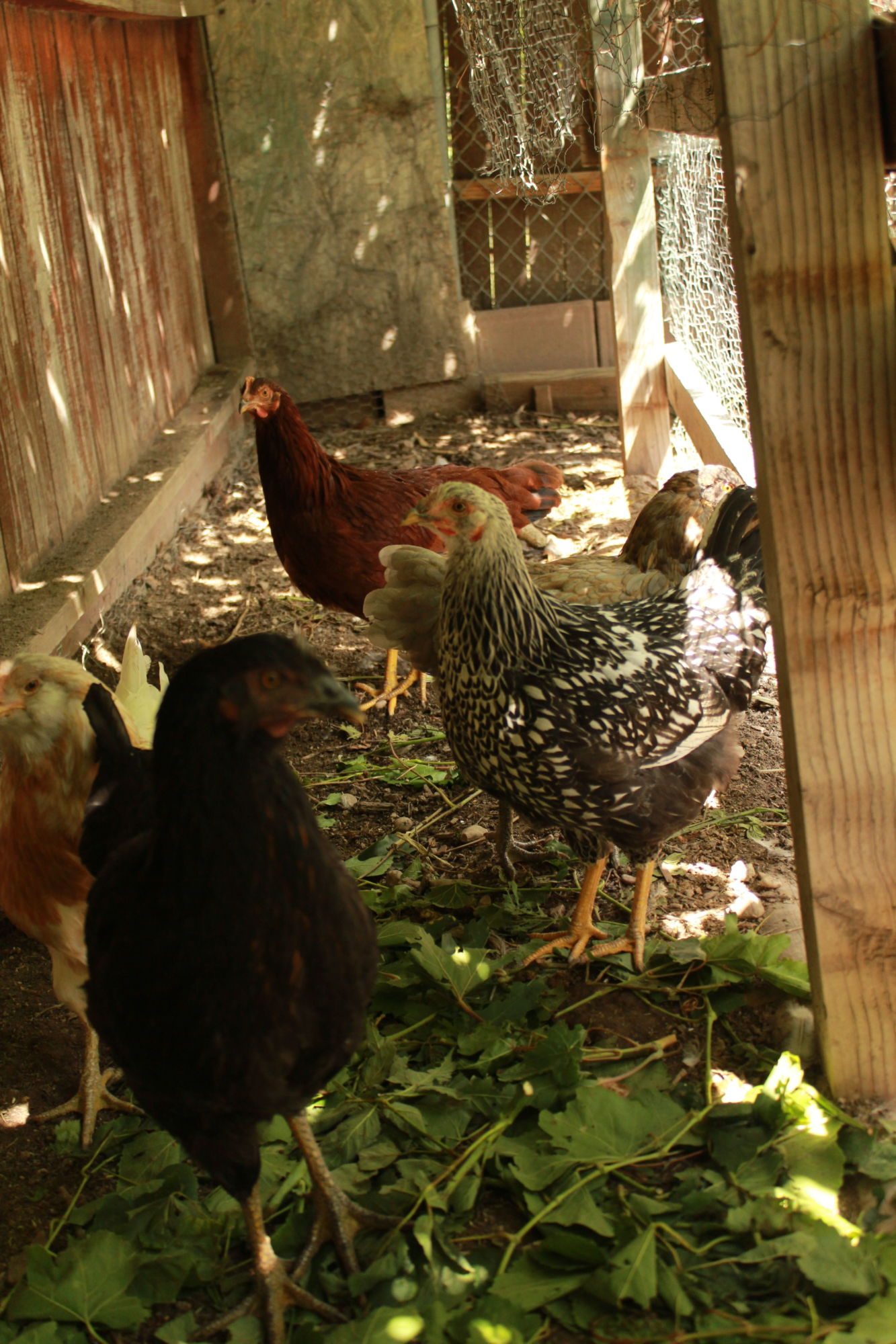 These are our girls in their run under our grapevine.  They love the grape leaves and of course there are no grapes that grow lower than about 2 feet.