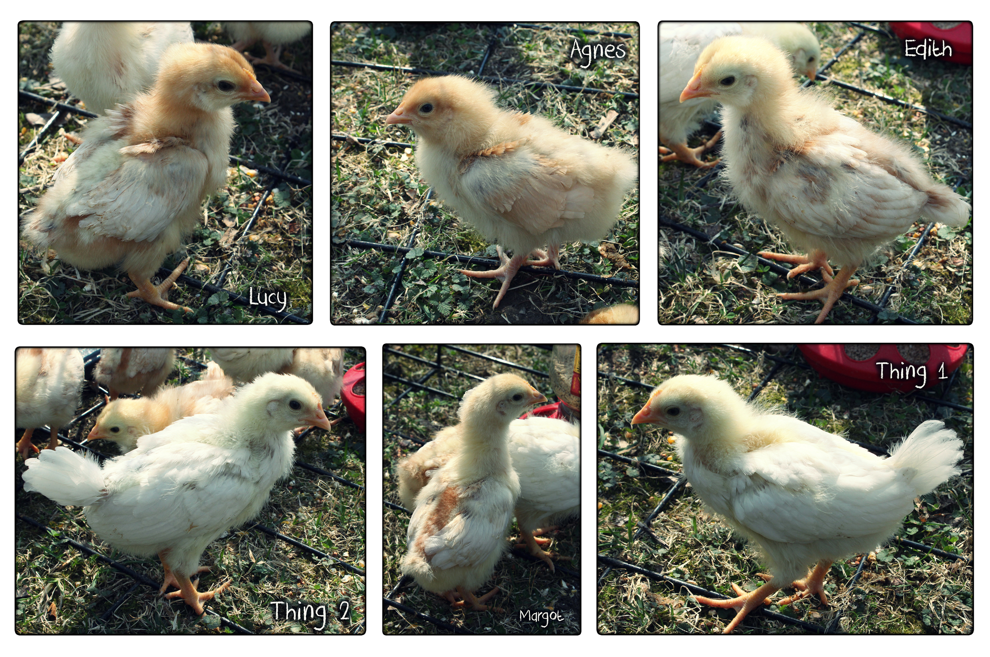 These are our new chickies ... 3 Red Sex Links, 1 Buff Orpington. and 2 Tetra Tints. They experienced the outdoors for the first time today and loved it.