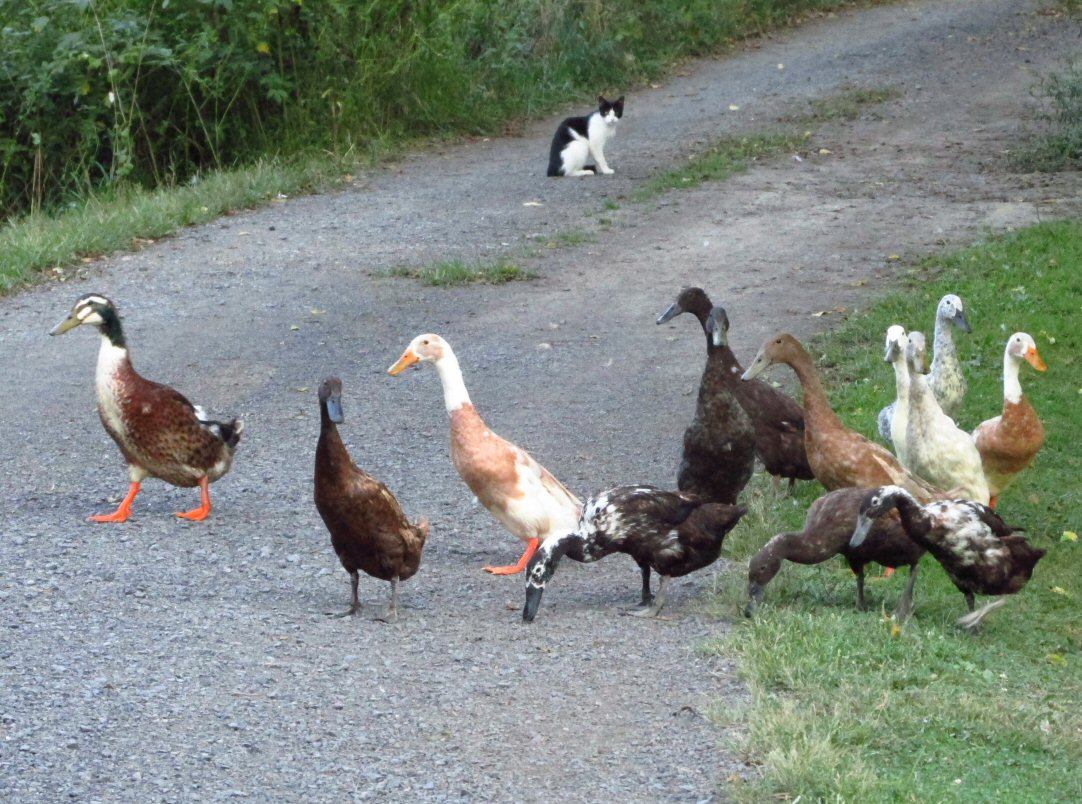 these are our runner ducks. we have 12 but the character to the left is another breed. He decided he like the runner way of getting around.