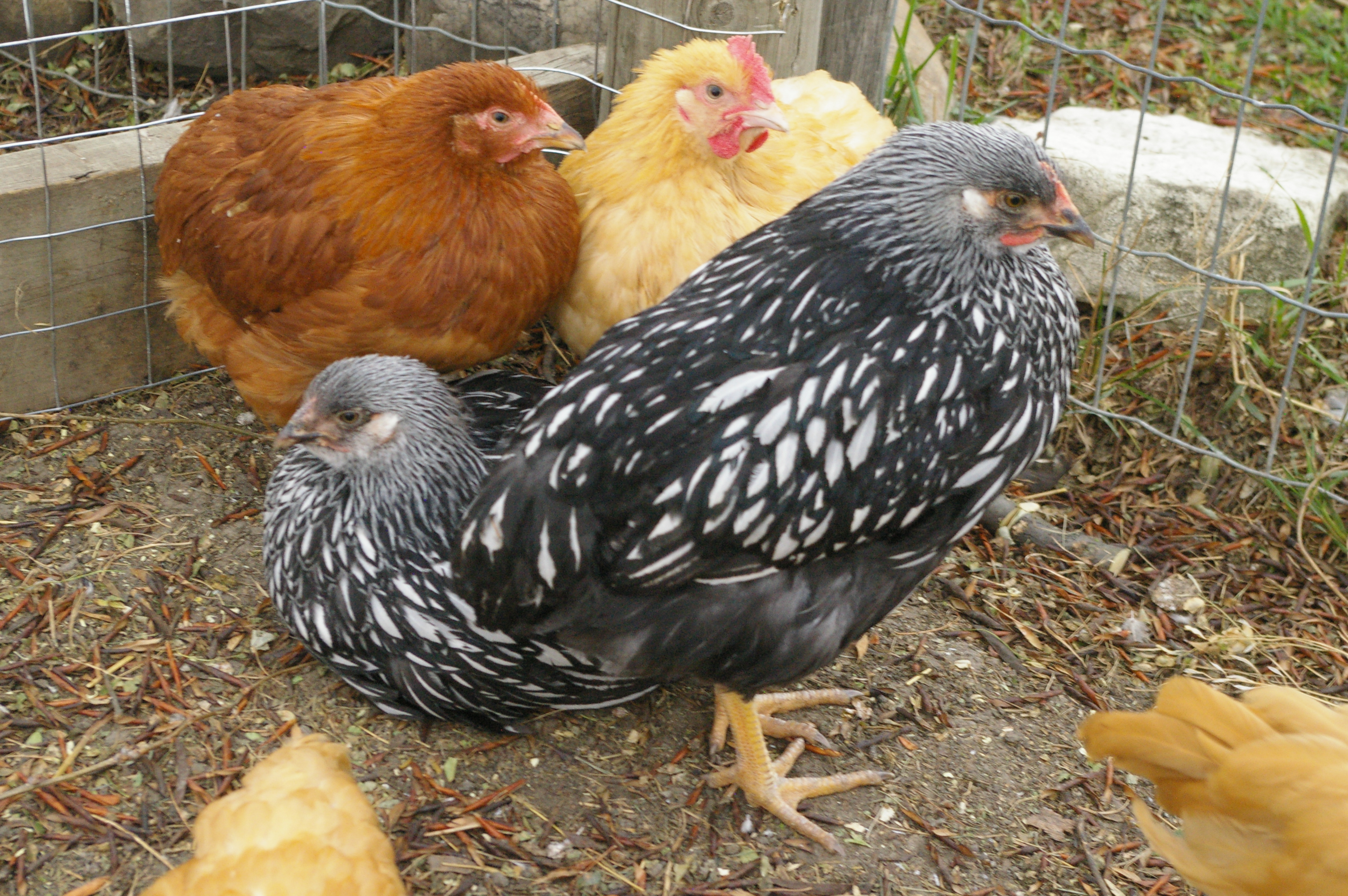 These are our Wynedottes, we think one is a hen and one is a rooster. The jury is still out on that.