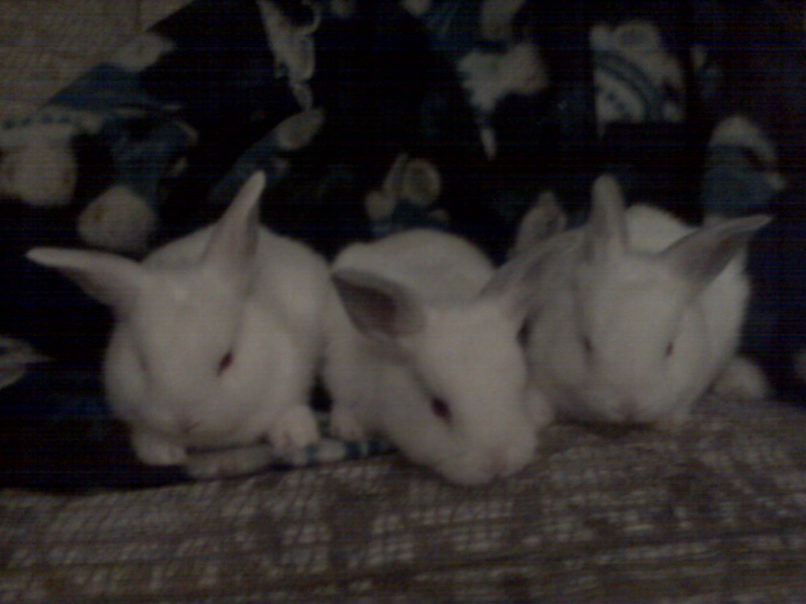 These are Patty and CC's brothers we did not keep them but i took pics so i would remember them
