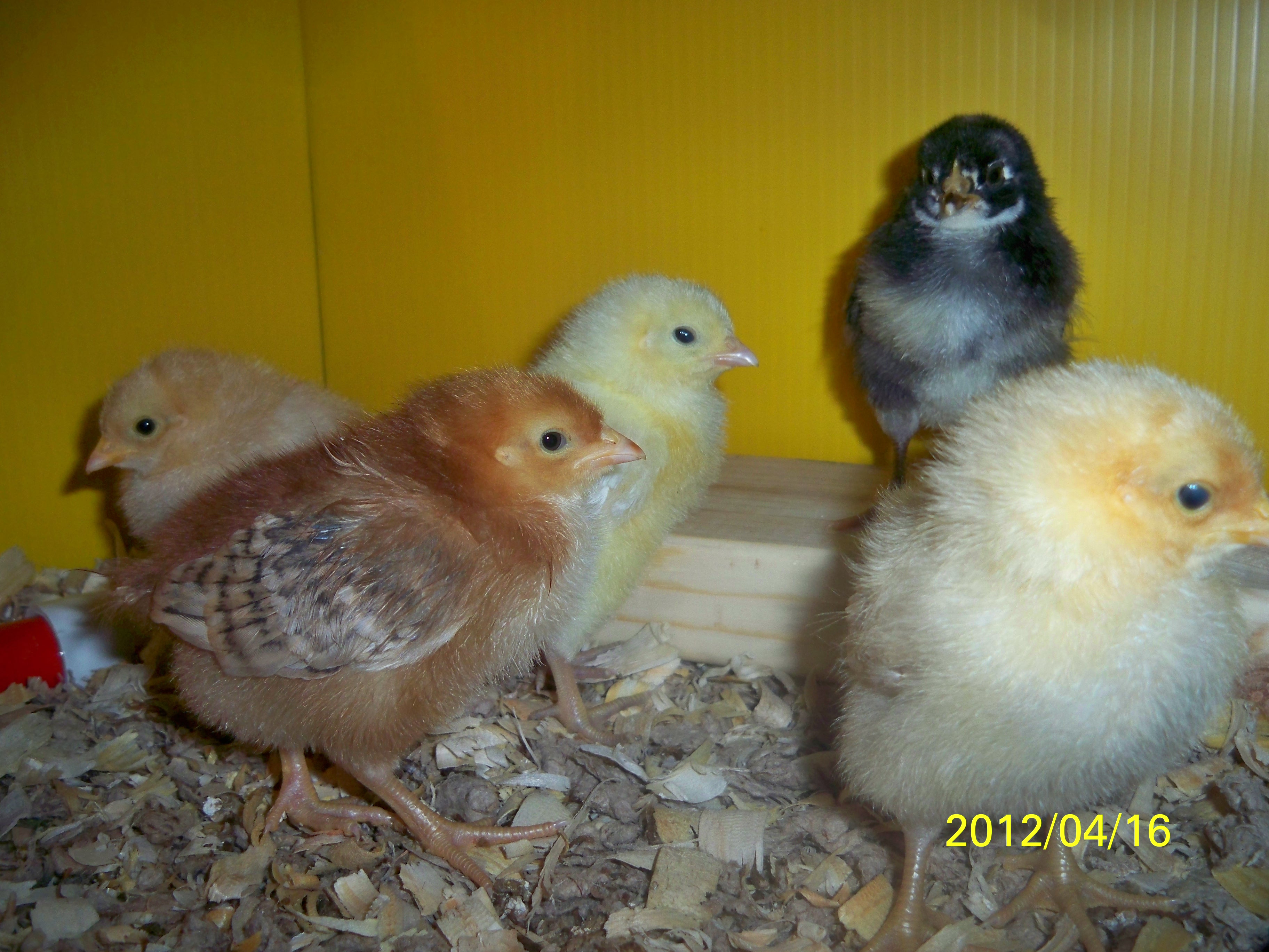 These are some good-looking CHICKS
