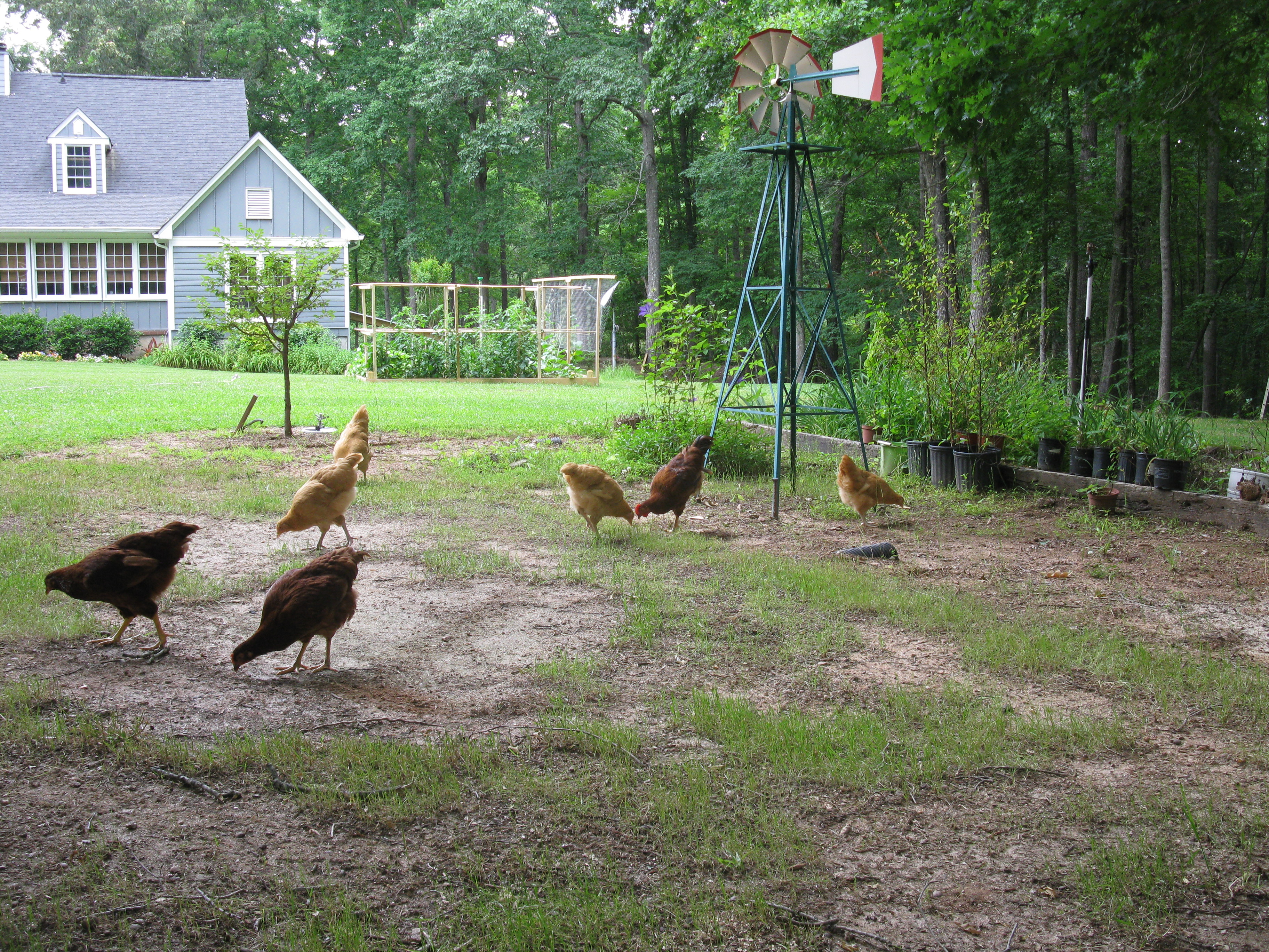 These are some happy chickens.
