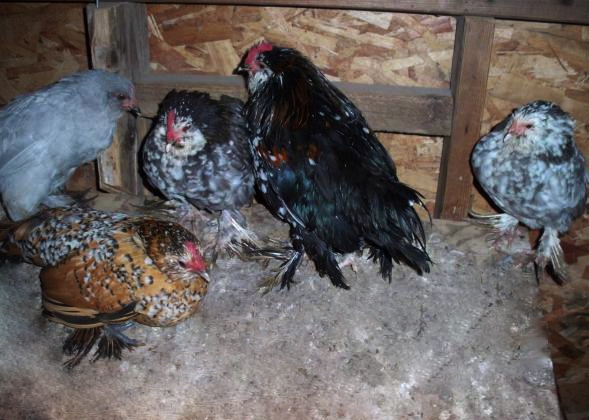 These are some of my other Belgian Bearded D'uccles. their varieties are splash, mille fleur, and self blue.
