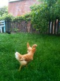 These are some of our chicks the orange ones name is Saki she's a cinnamon queen. The black one in the the background is a white faced black spanish, her name is Merna. And finally last but not least is Sadie the yellow one next to Saki, she is a buff minorca. In the pic you see Sadie doesn't have a broken toe and broken leg. How she broke it was our dog just snapped it i guess. Well. Its really sad because she scratched up so many bugs and yummy treats for herself, but now she can't scratch which is really sad :( Hope everyone likes our chicks bye now! :D