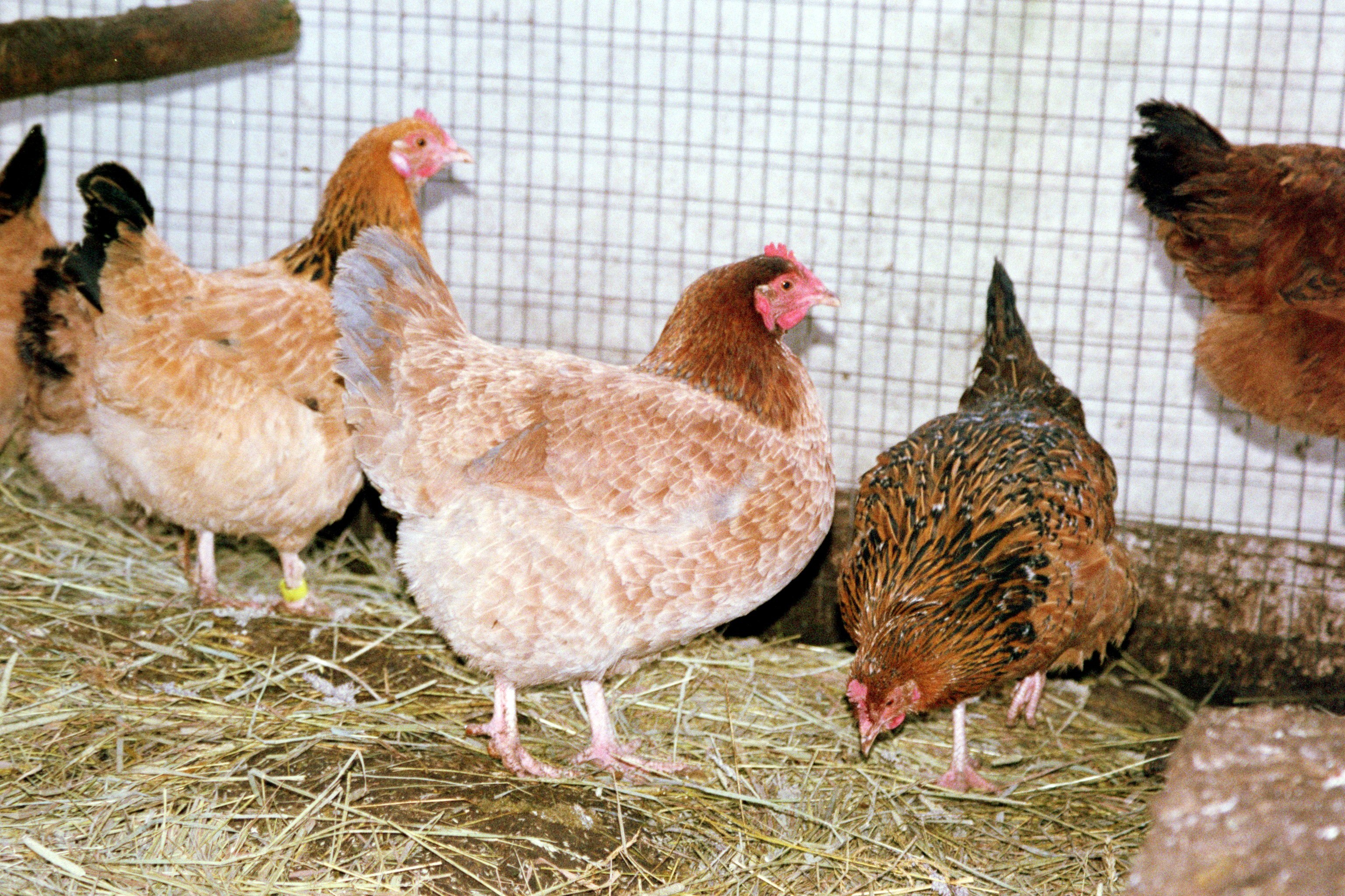 These are some of the F3's from a ways back.  Bird to the far left is a Buff Columbian.  Middle bird is a wheaten/Buff Columbian incomplete.  Bird to the right is a incomplete wheaten/speckled.   I found out that someplace in the Sussex genome I used that Speckled Sussex genes were there.  These F3's are three generations removed from the one time breeding Marans to Sussex.  So proves that hidden genes and modifiers, put in, can still come out generations later.
