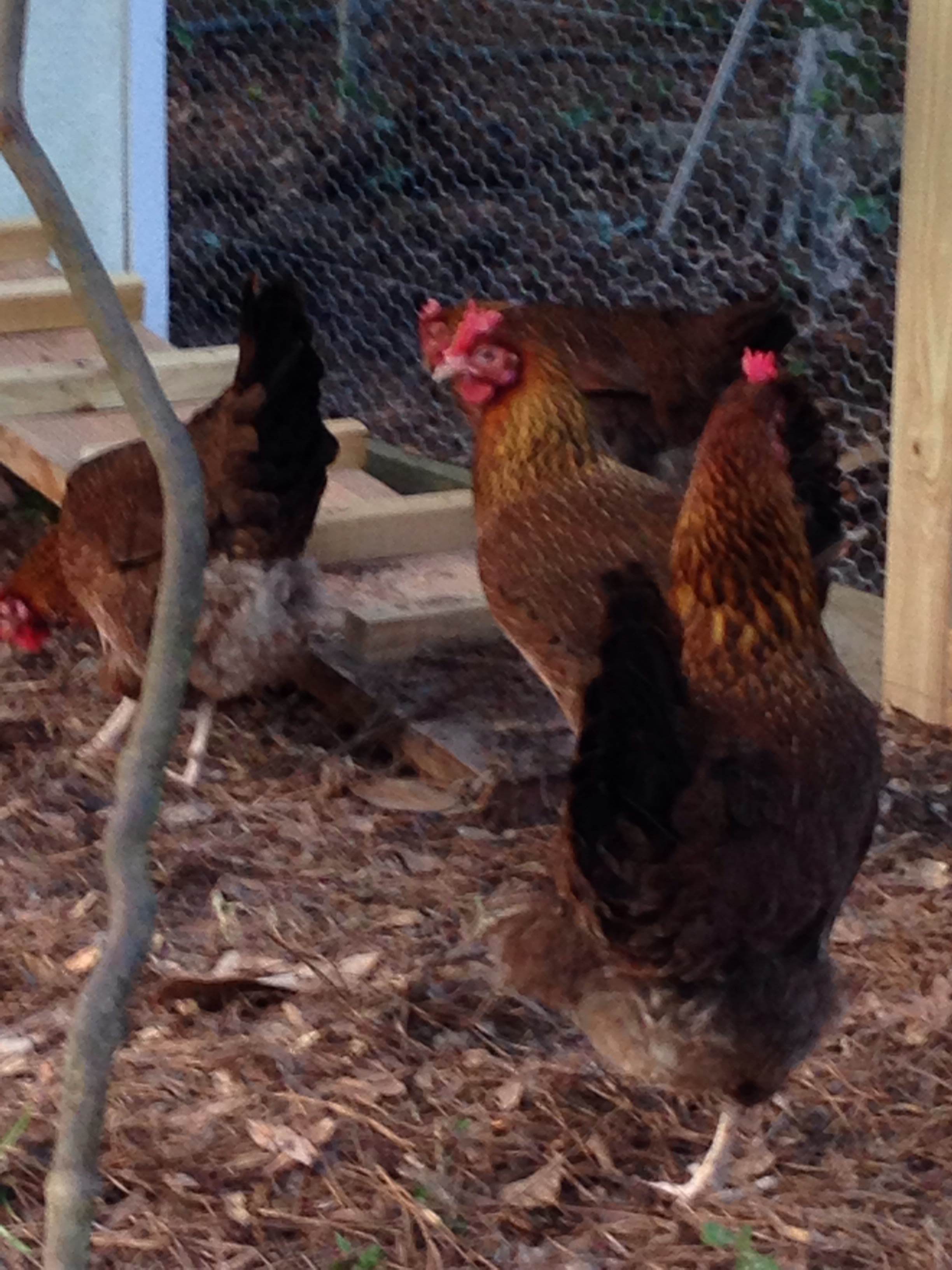 These are some pretty hens.