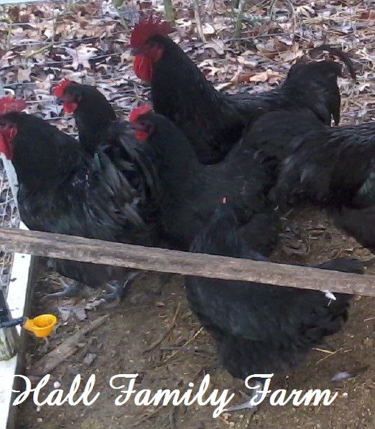 These are Terry Britt line Australorps.