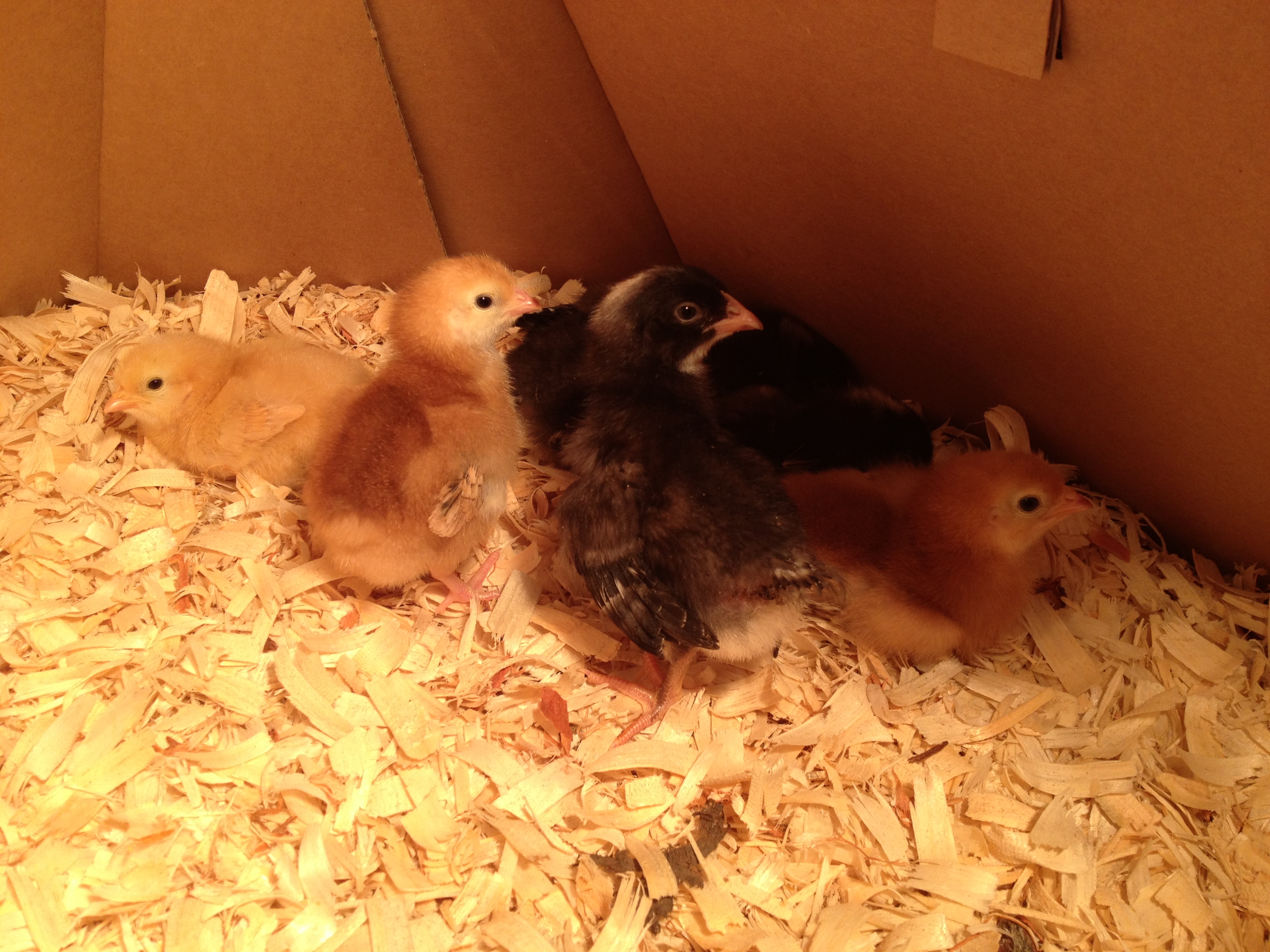 These are the 5day old Buff Orpington, Barred Rock and Rhode Island Red chicks we have in a brooder box.  I have them in the living room so I can watch chick tv!